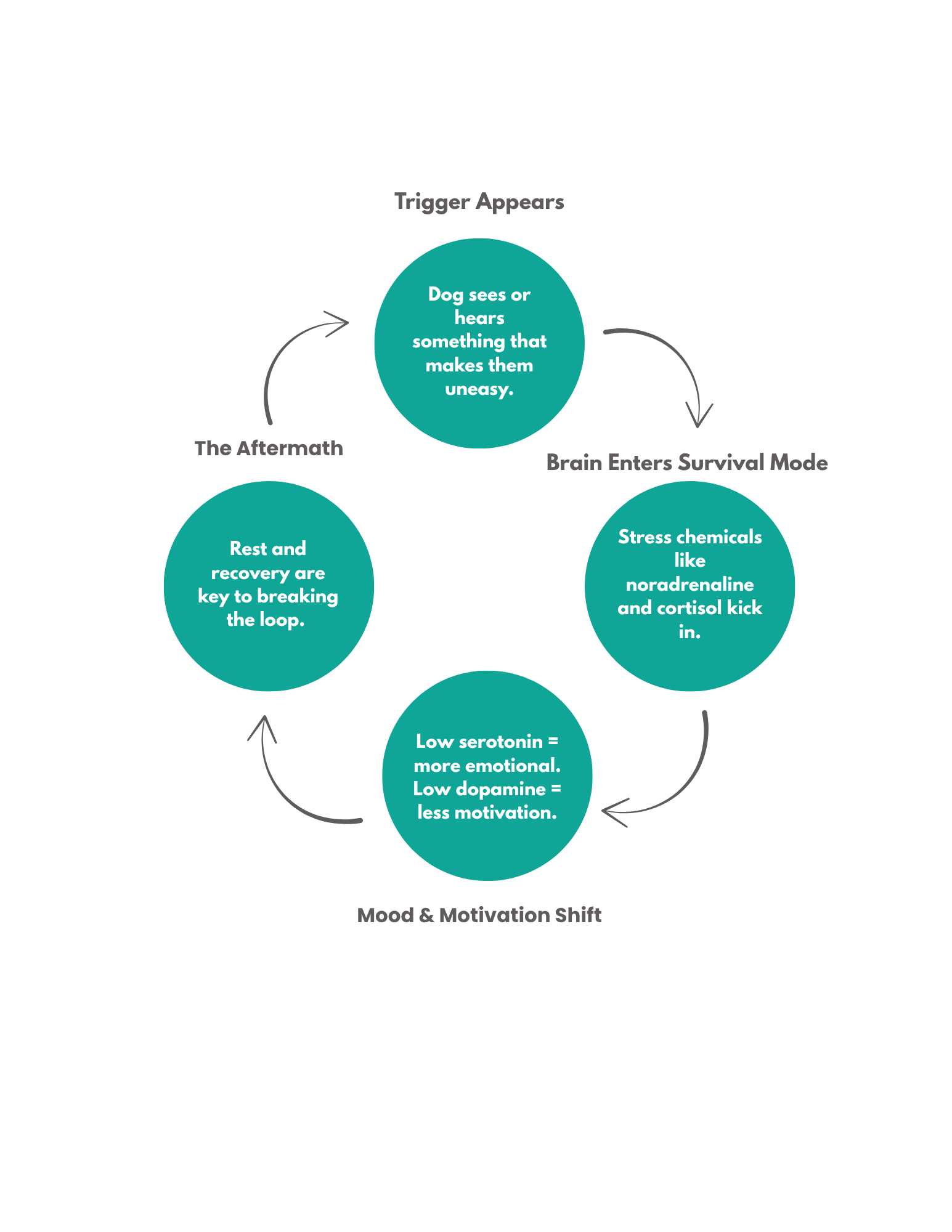 The Brain–Body Loop of Reactivity