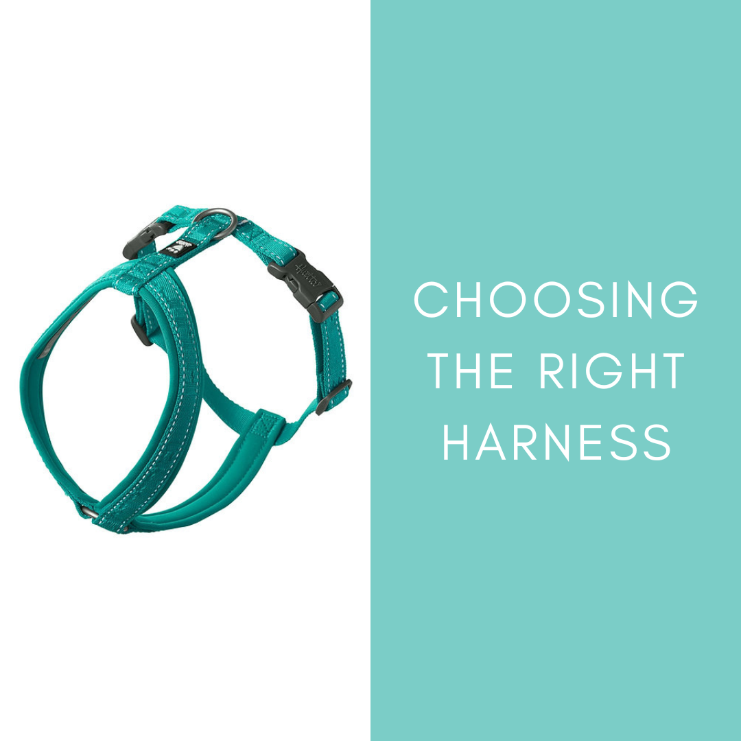 Choosing The Right Harness 