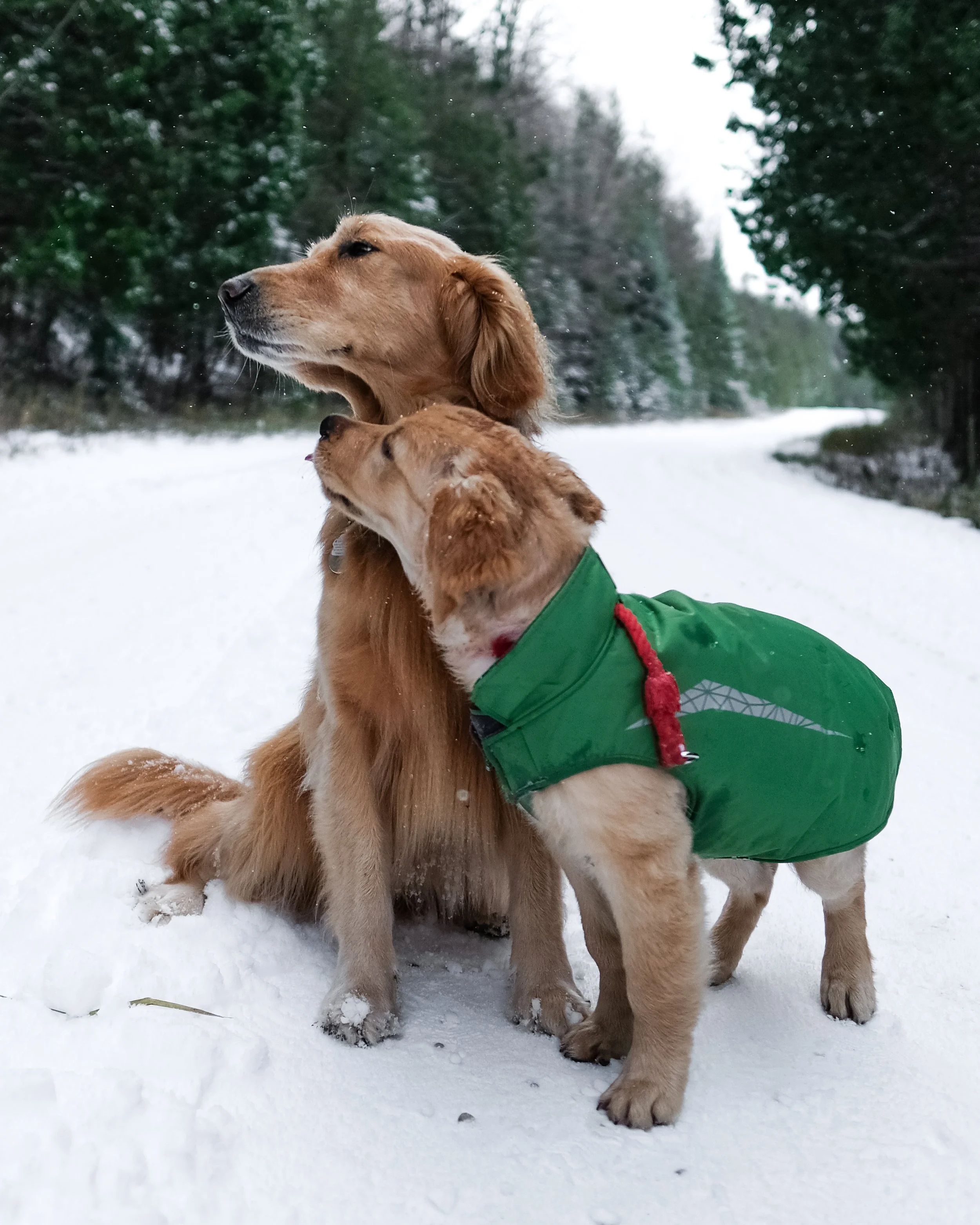 Golden retriever puppy and adult dog