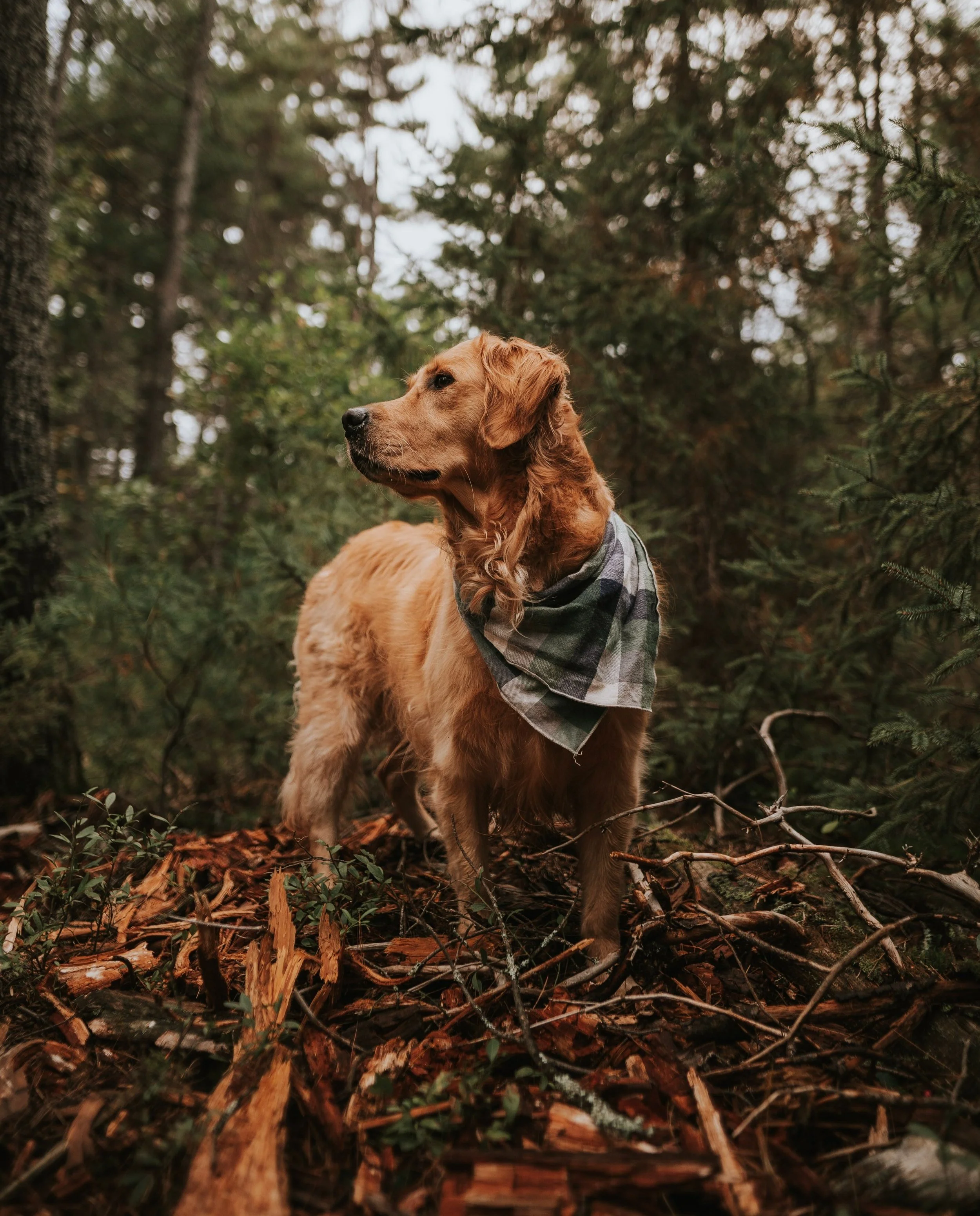 Golden Retriever Dog Wearing a Bandana In a Forest looking to the left with a closed mouth.