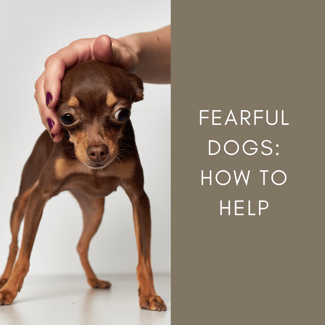 Fearful Dogs: How To Help