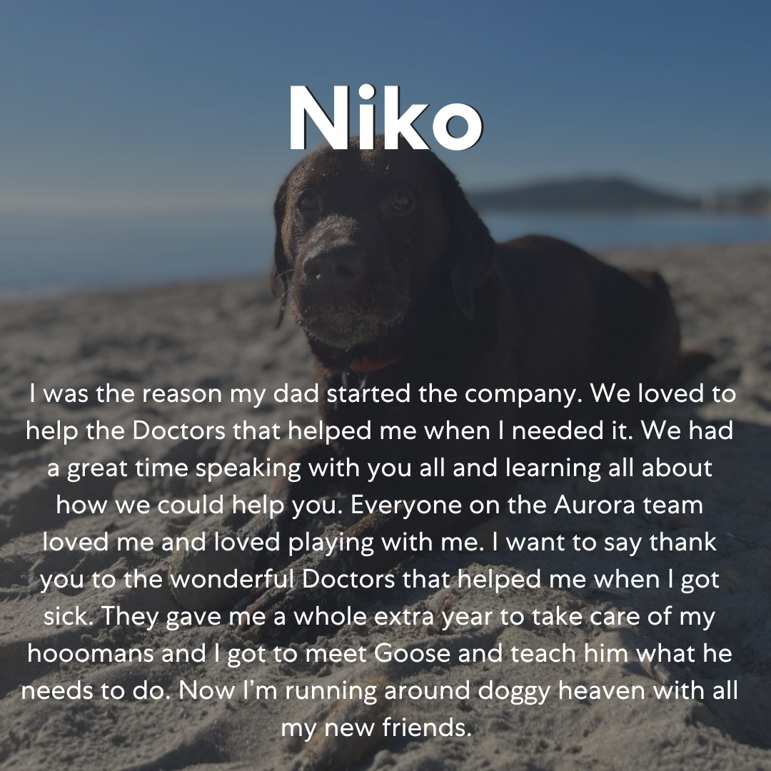 A black puppy on a beach with water and distant hills in the background, with the word 'Niko' in large white text above. Below, a paragraph of text describes Niko's story of helping doctors and the love for the Aurora team.