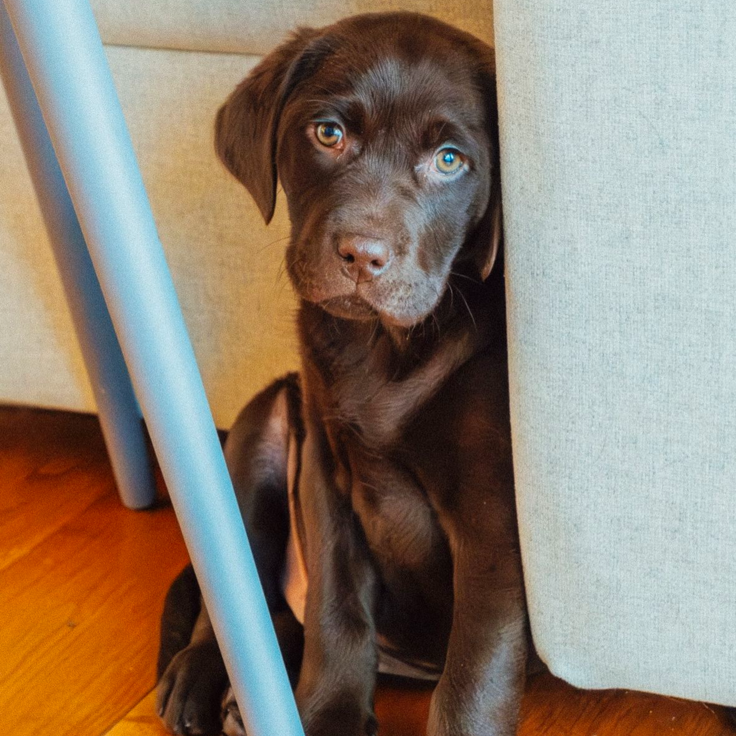 A brown haired puppy with blue eyes sitting on a hardwood floor, partially hidden behind a gray chair leg and a piece of furniture.