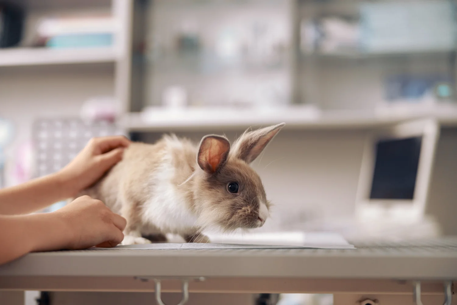 Salary Rabbit Specialty Veterinary Careers | Which Specialisations Yield the Highest ...