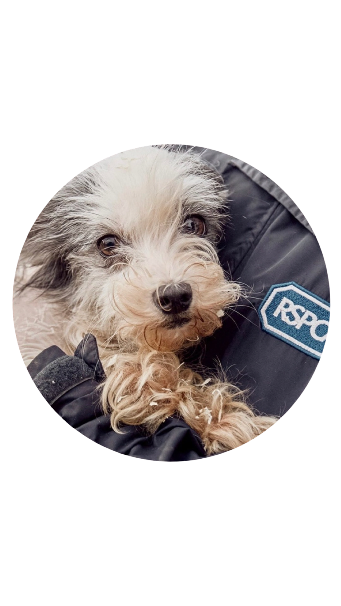 RSPCA charity logo donation