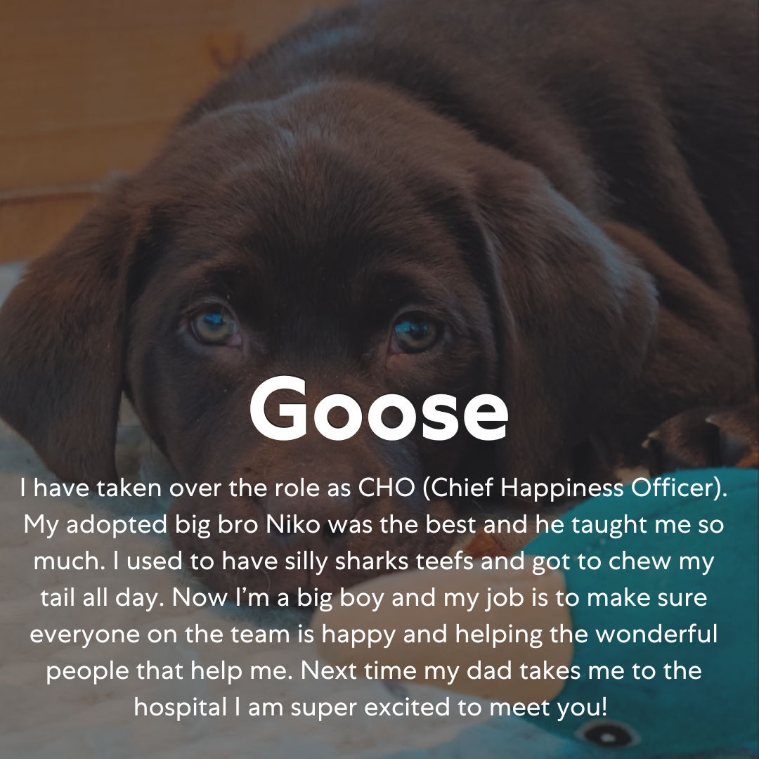 Close-up of a brown puppy with blue eyes lying on the floor, with text overlay describing the puppy as Goose, the Chief Happiness Officer, talking about being adopted and enjoying playing with its brother Niko, and looking forward to visiting the hospital.