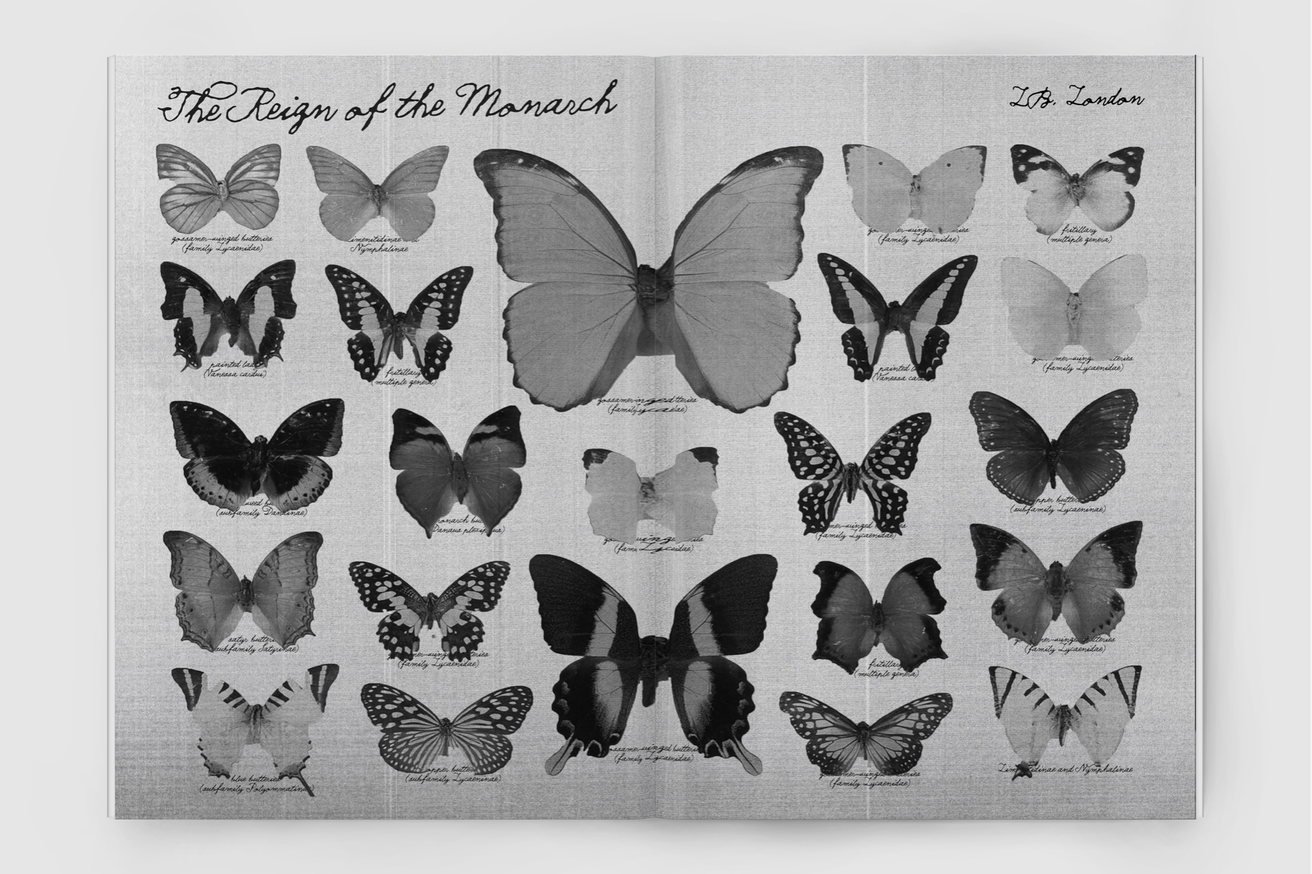 reign+of+the+monarch+.png