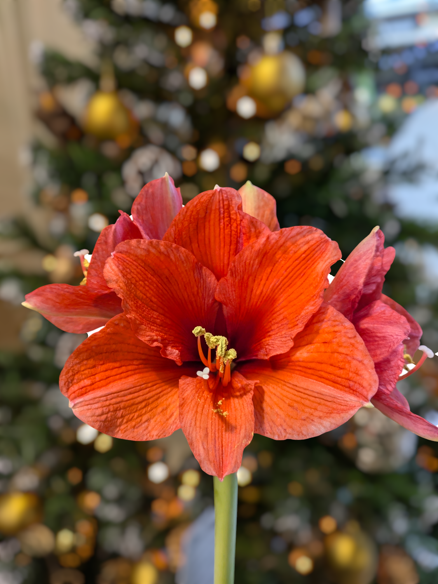 Amaryllis Bulbs Carlisle