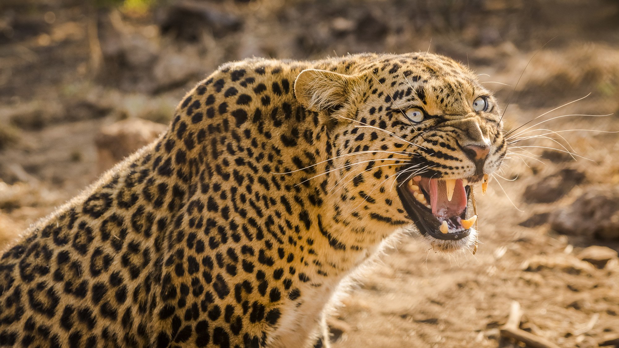 An extreme close-up of a wild leopard snarling in South Africa. The display of teeth and the intense predatory gaze function as a primal biological tripwire, instantly bypassing conscious thought to trigger an emotional response.