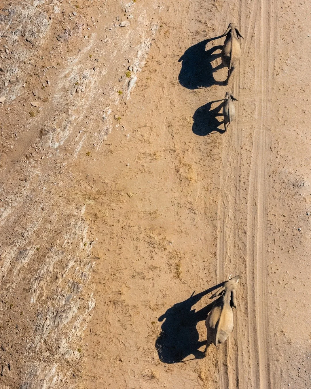 𝗗𝗘𝗦𝗘𝗥𝗧 𝗘𝗟𝗘𝗣𝗛𝗔𝗡𝗧𝗦 | While we loved the landscape and the drives, the real reason we went into the riverbeds was for these guys: desert elephants 🐘 

They&rsquo;re a bit leaner than their savannah cousins, with longer legs for the long 