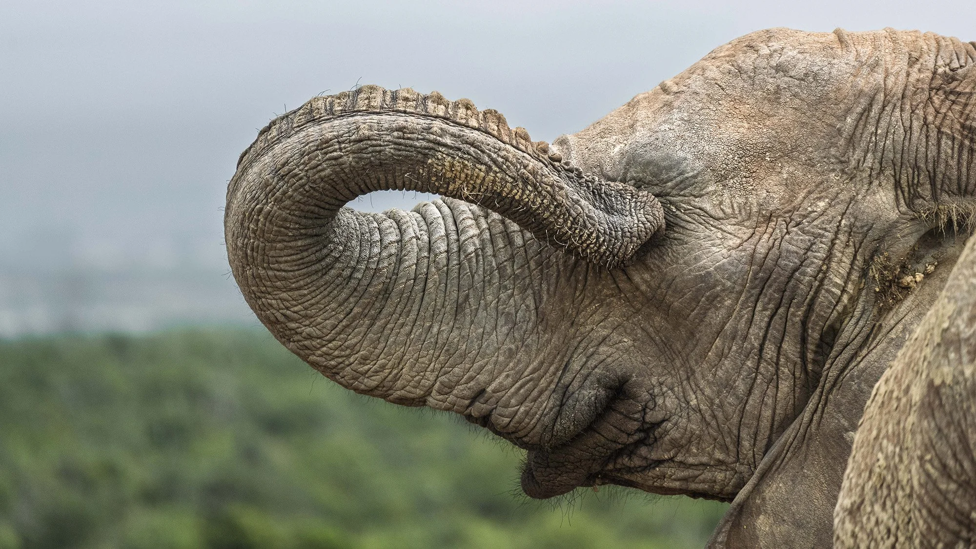 Why Nature is Funnier Than Your Camera Club