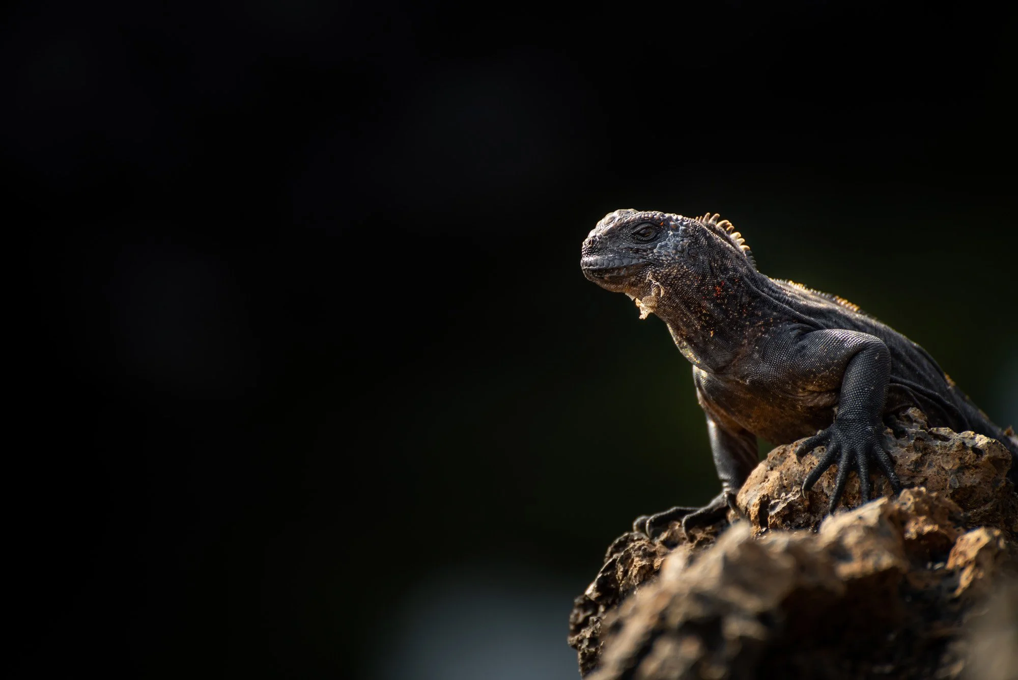 A black iguana perched on a rock against a dark background.