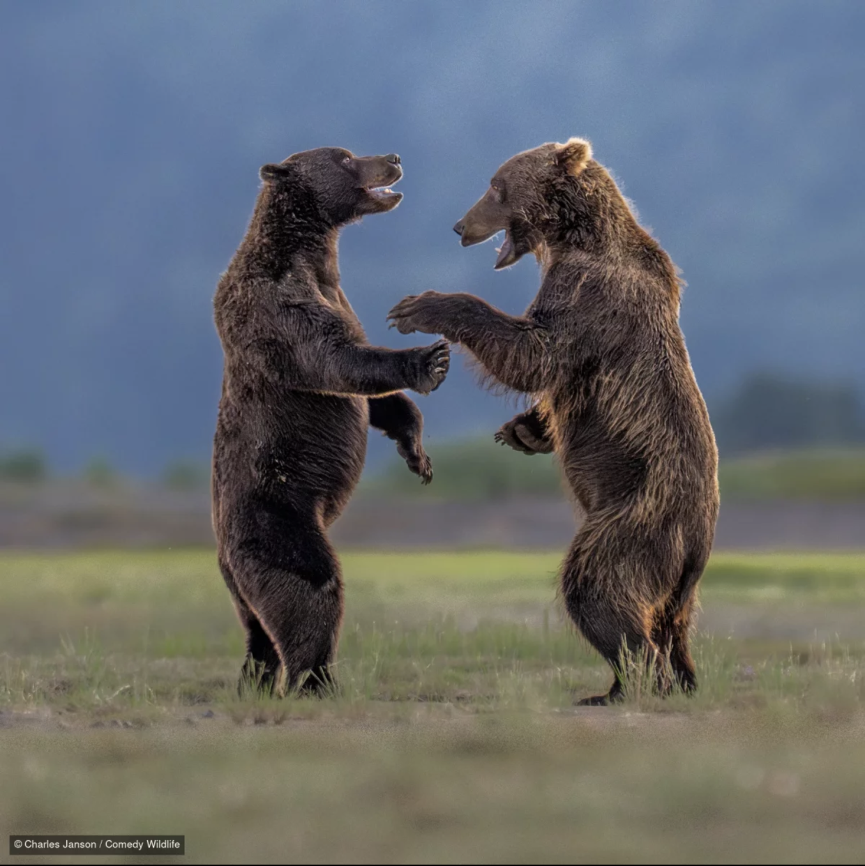 Two young brown bears standing upright on their hind legs play-fighting with open mouths looking like they are laughing together in Alaska, titled "Bears Sharing a Joke" by Charles Janson, finalist in the 2026 Nikon Comedy Wildlife Photography Awards