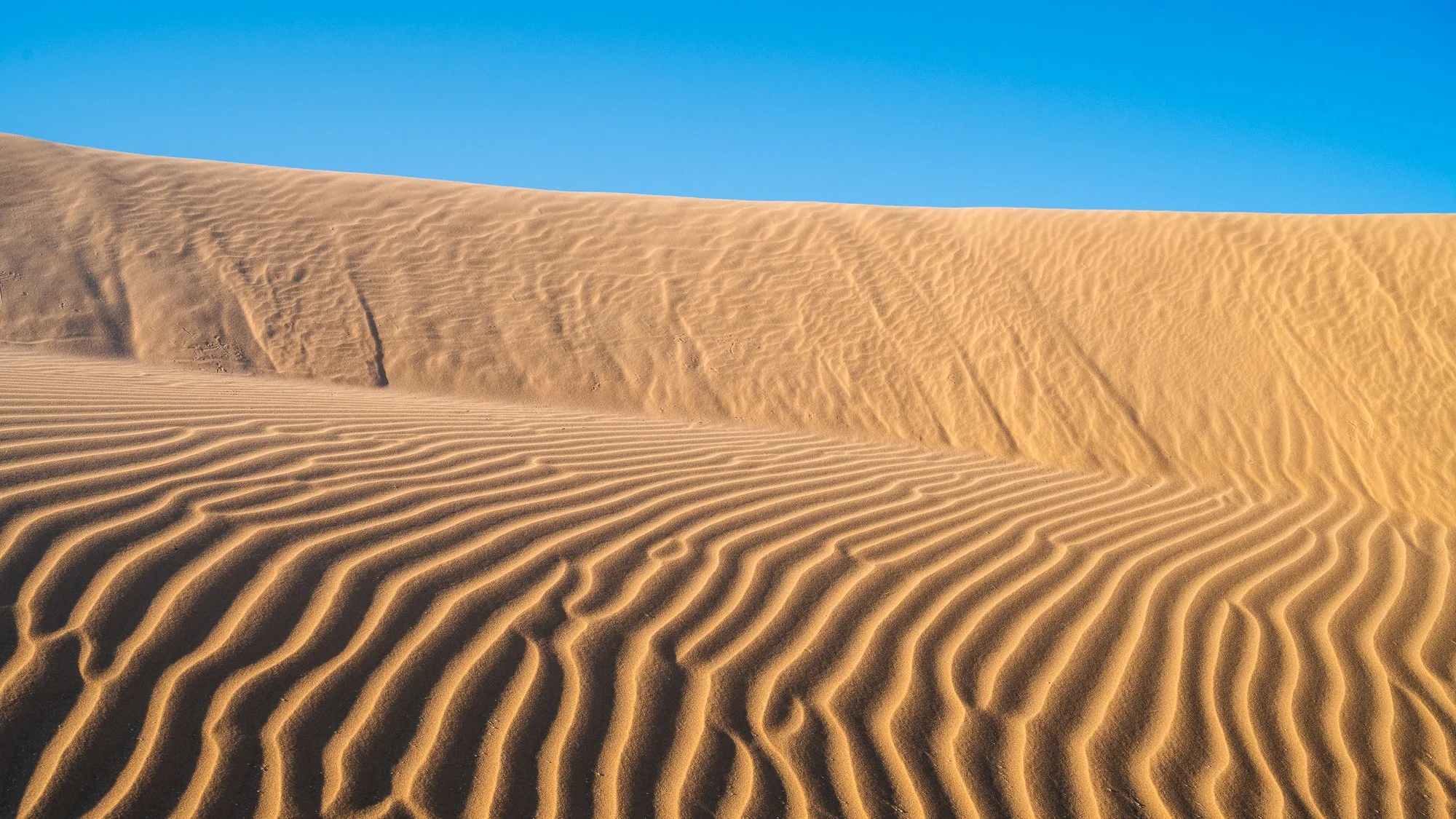 Sand dunes in a desert with clear blue sky above.