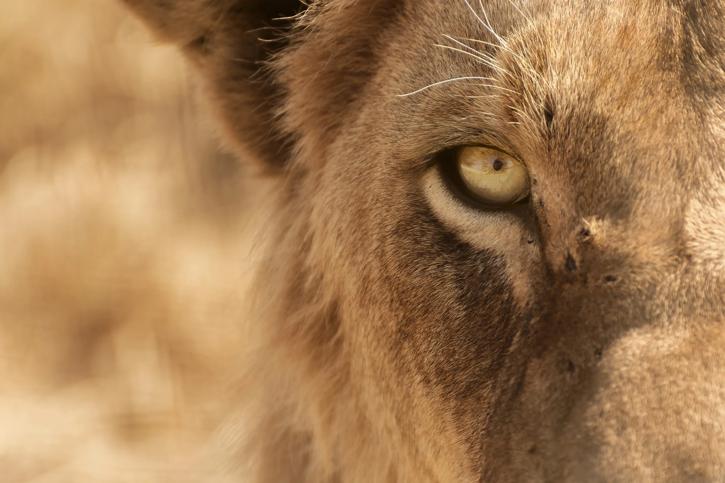 Close-up of a lioness's face, focusing on her eye with a light-colored iris and golden fur surrounding her eye.