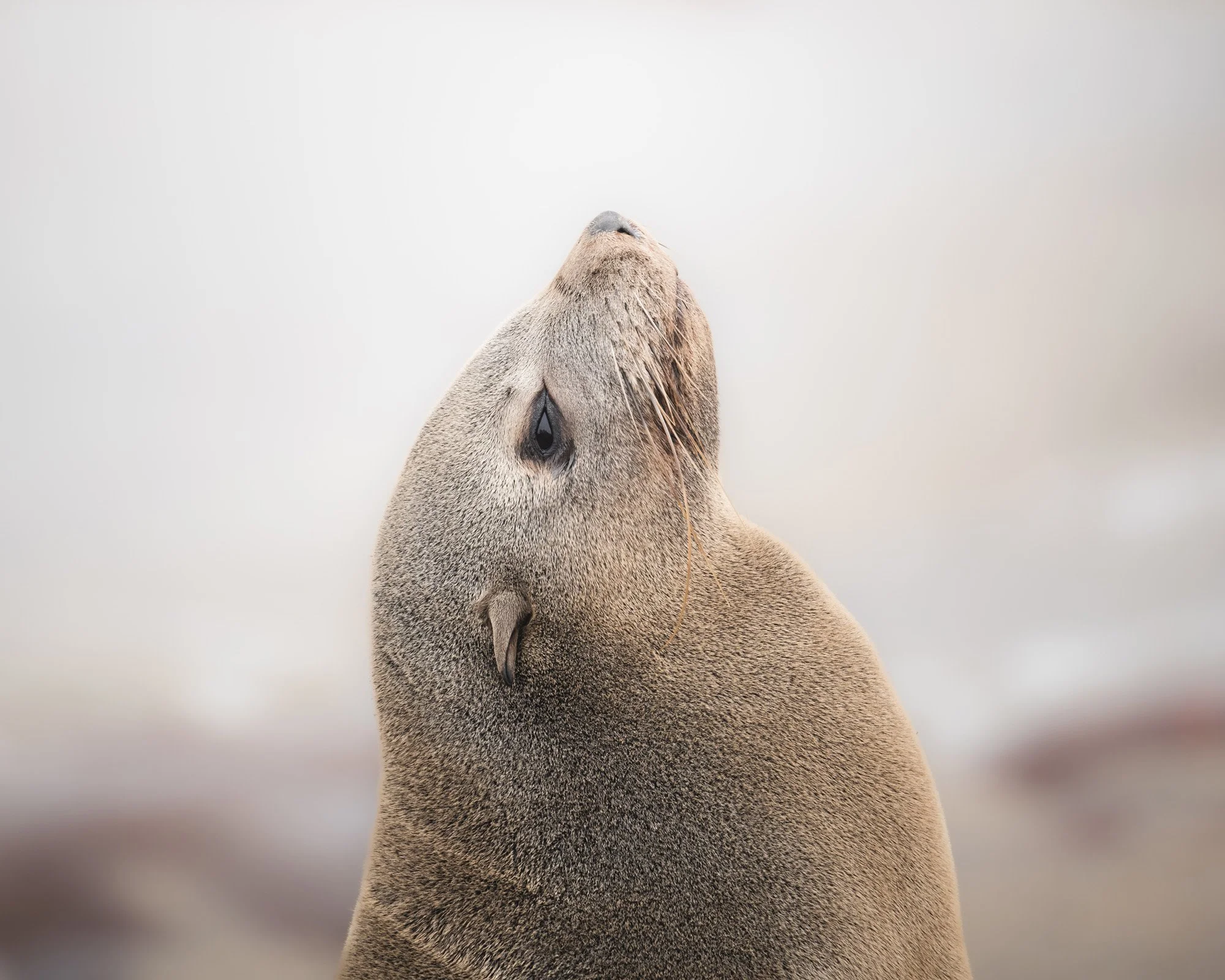 Close-up of a sea lion with its head turned upward against a blurred background.