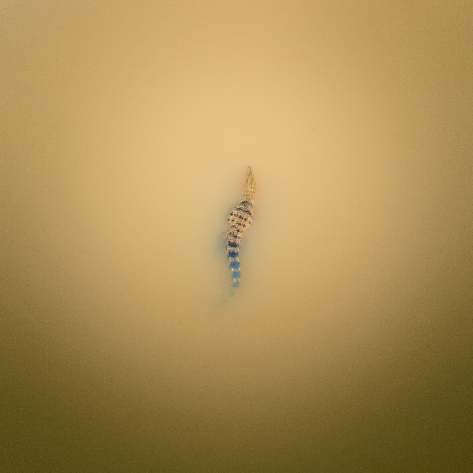 An isolated Saharan crocodile in a muddy Mauritanian guelta surrounded by vast negative space, illustrating the psychological weight of Meaningful Space in visual composition