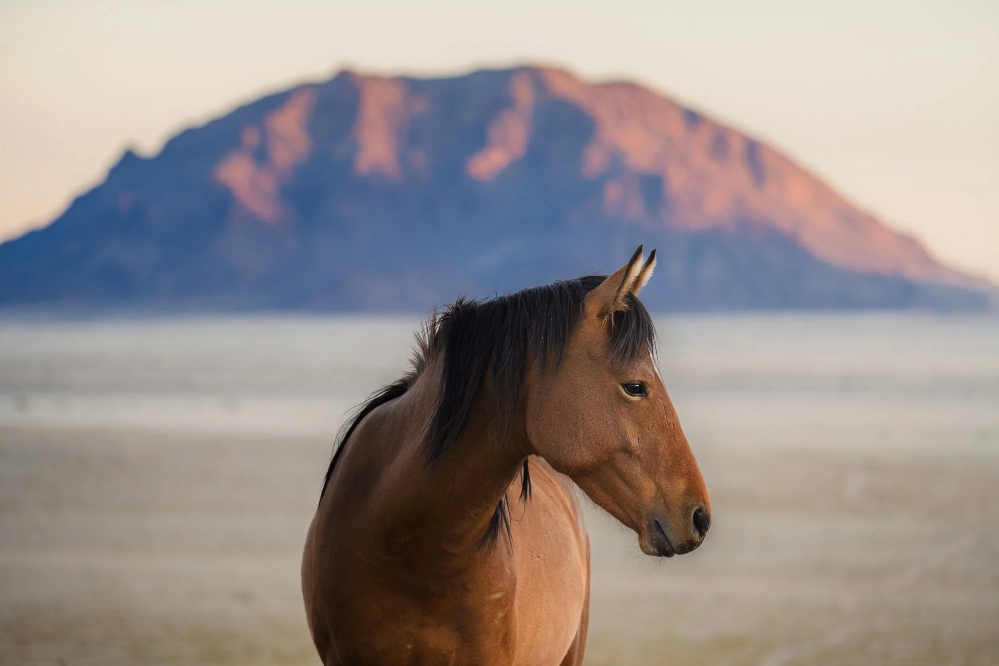 A wild brown horse standing in the arid Namib Desert against a soft, desaturated mountain background