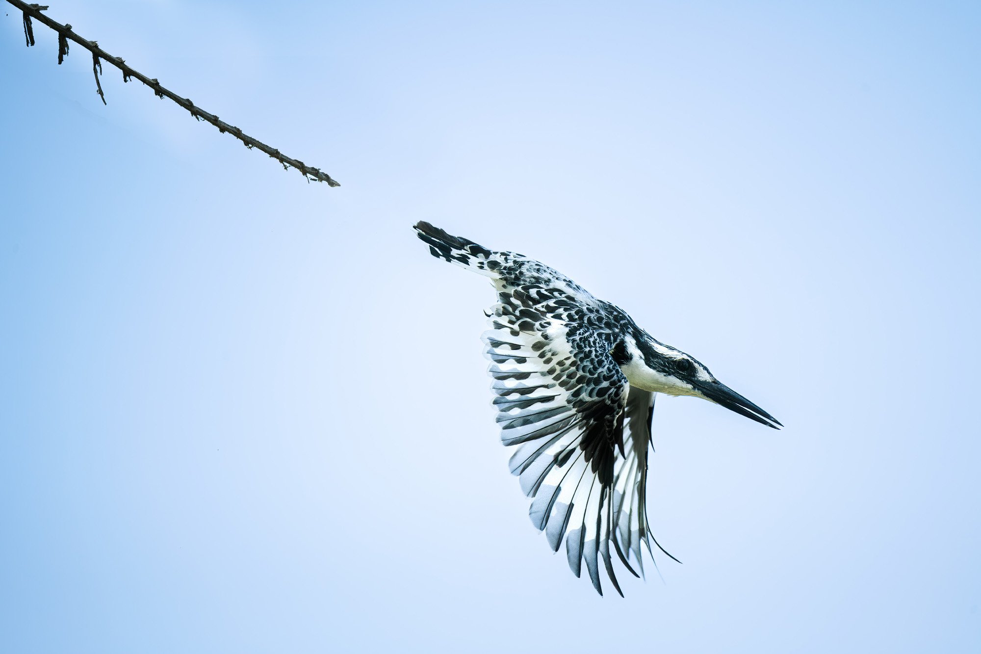A Pied Kingfisher in flight in The Gambia, isolated against a clear sky. The removal of environmental noise increases the 'Processing Fluency' of the image, allowing for immediate visual engagement.