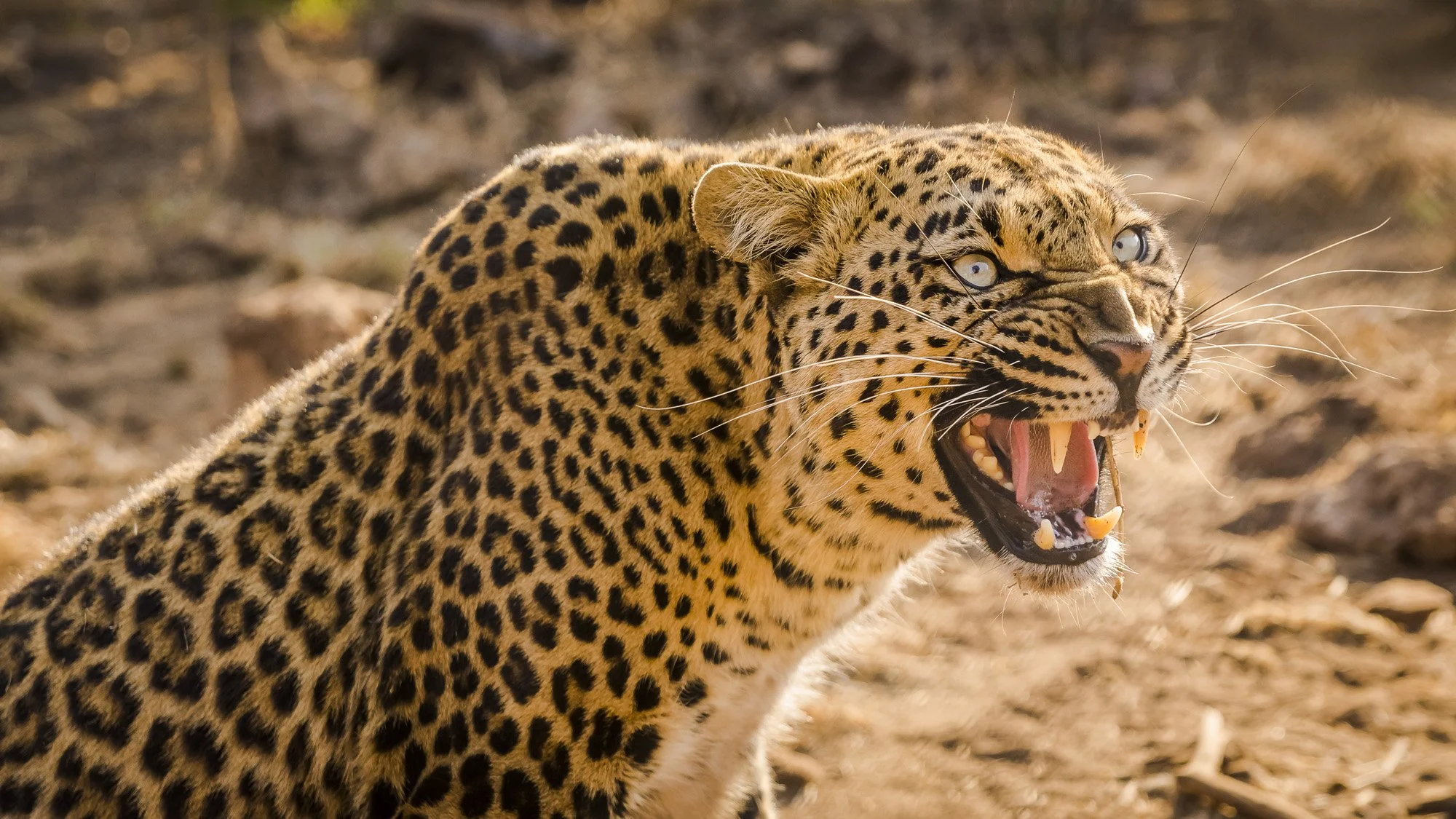 A fierce jaguar with spotted fur showing its teeth in a natural habitat.