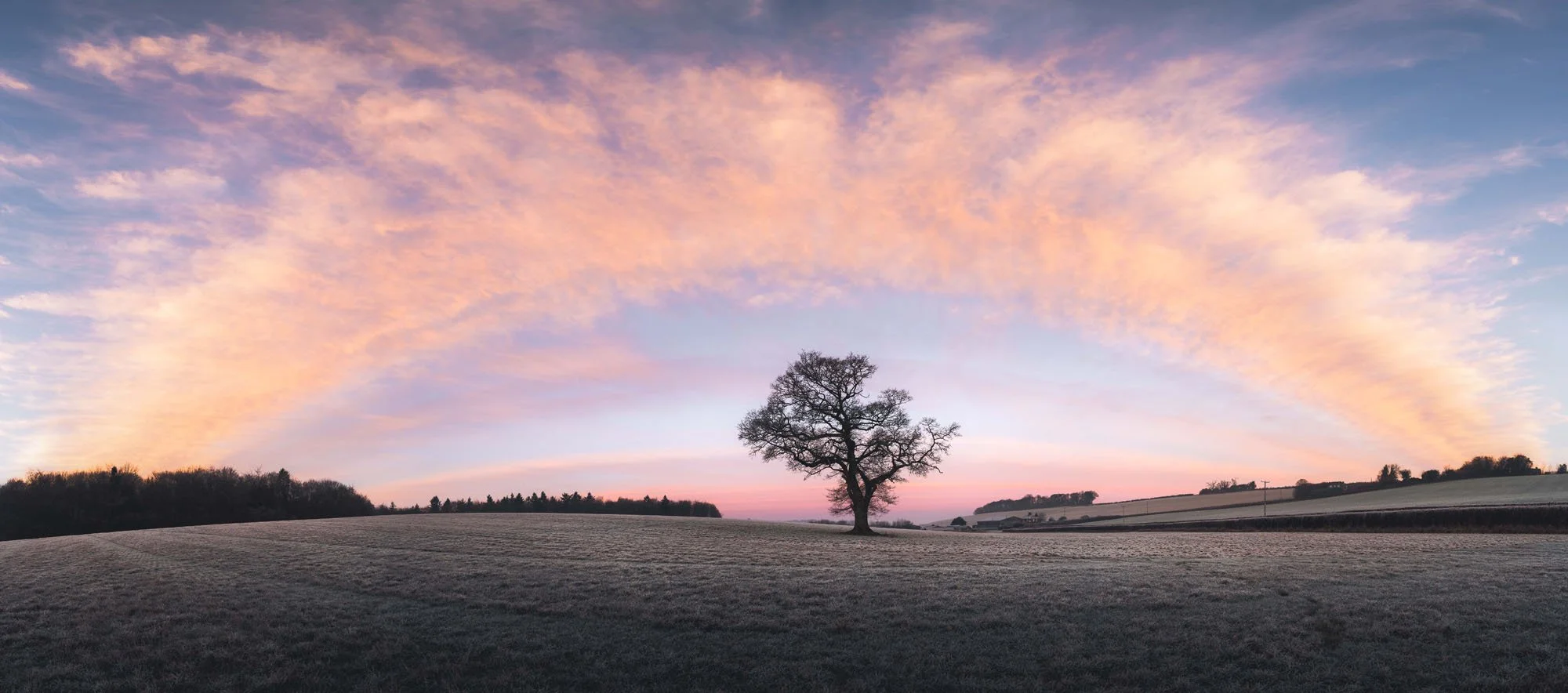 A solitary bare tree standing in a frost-covered meadow at dawn, framed by a dramatic sweeping arch of soft pink morning clouds.