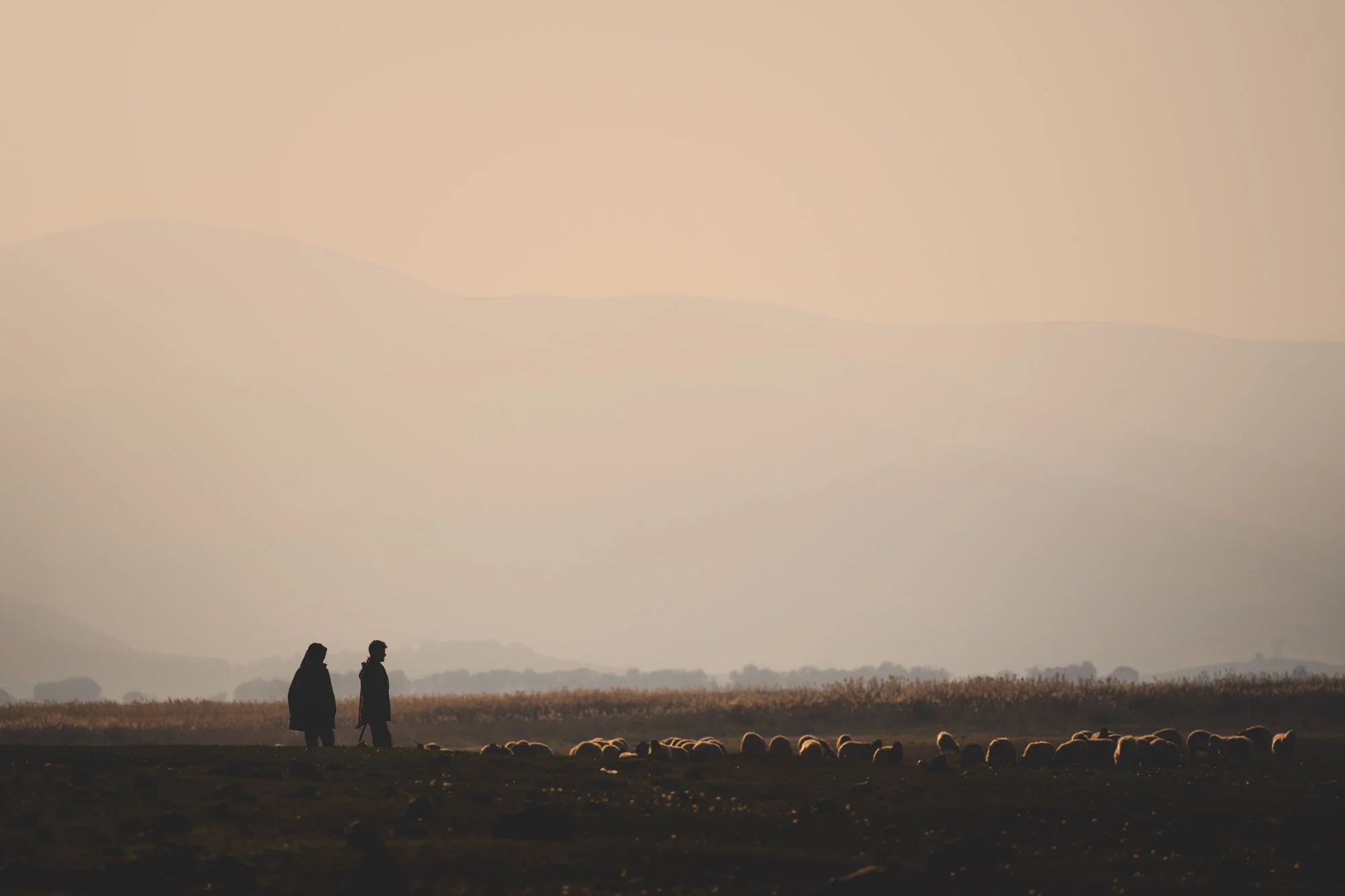 Silhouettes of shepherds and sheep moving through a thick, golden haze in Budakli, Türkiye, illustrating the psychological concept of projective identification in art.