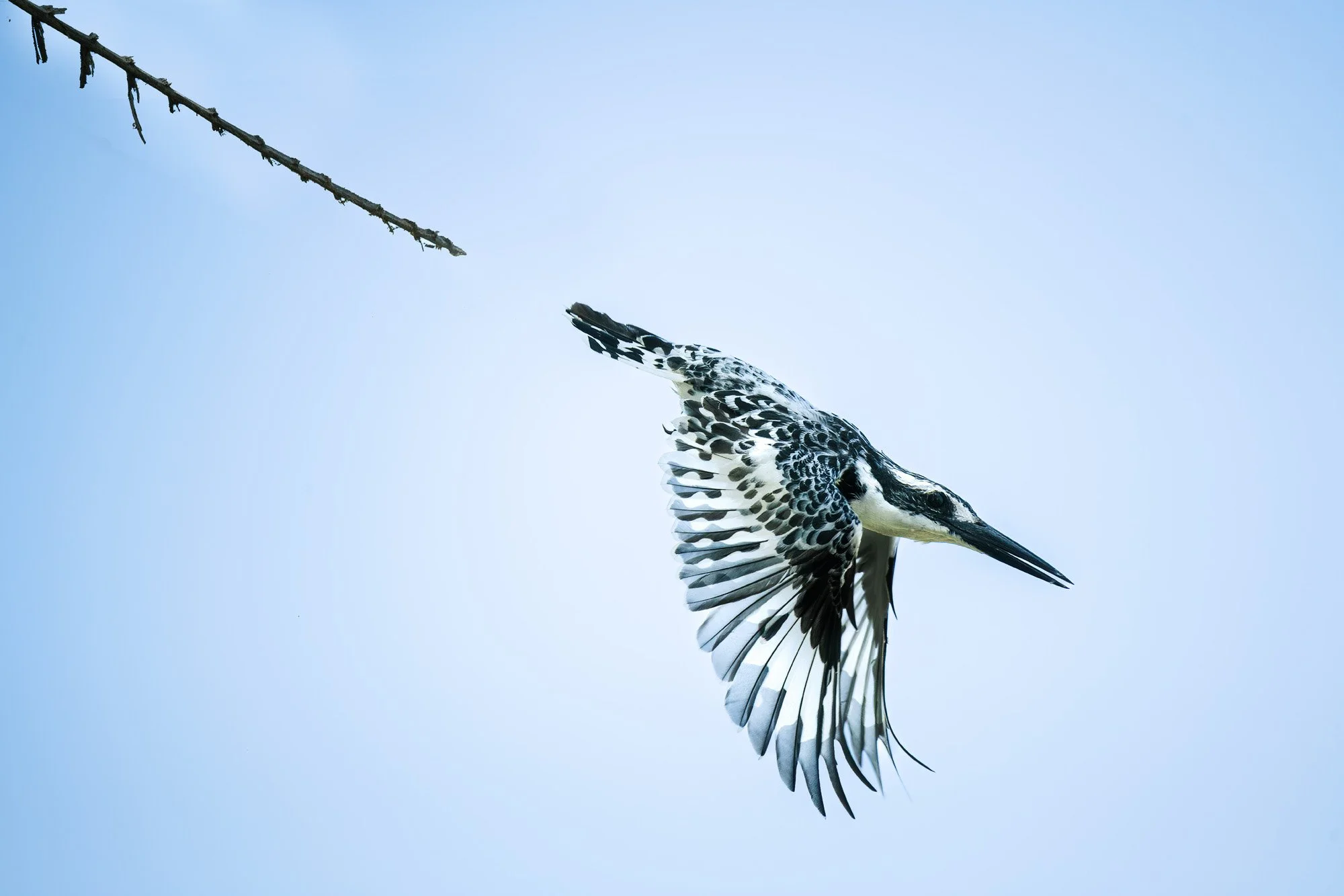 A black and white dragonfly flying against a light blue sky, with a thin branch in the top left corner.