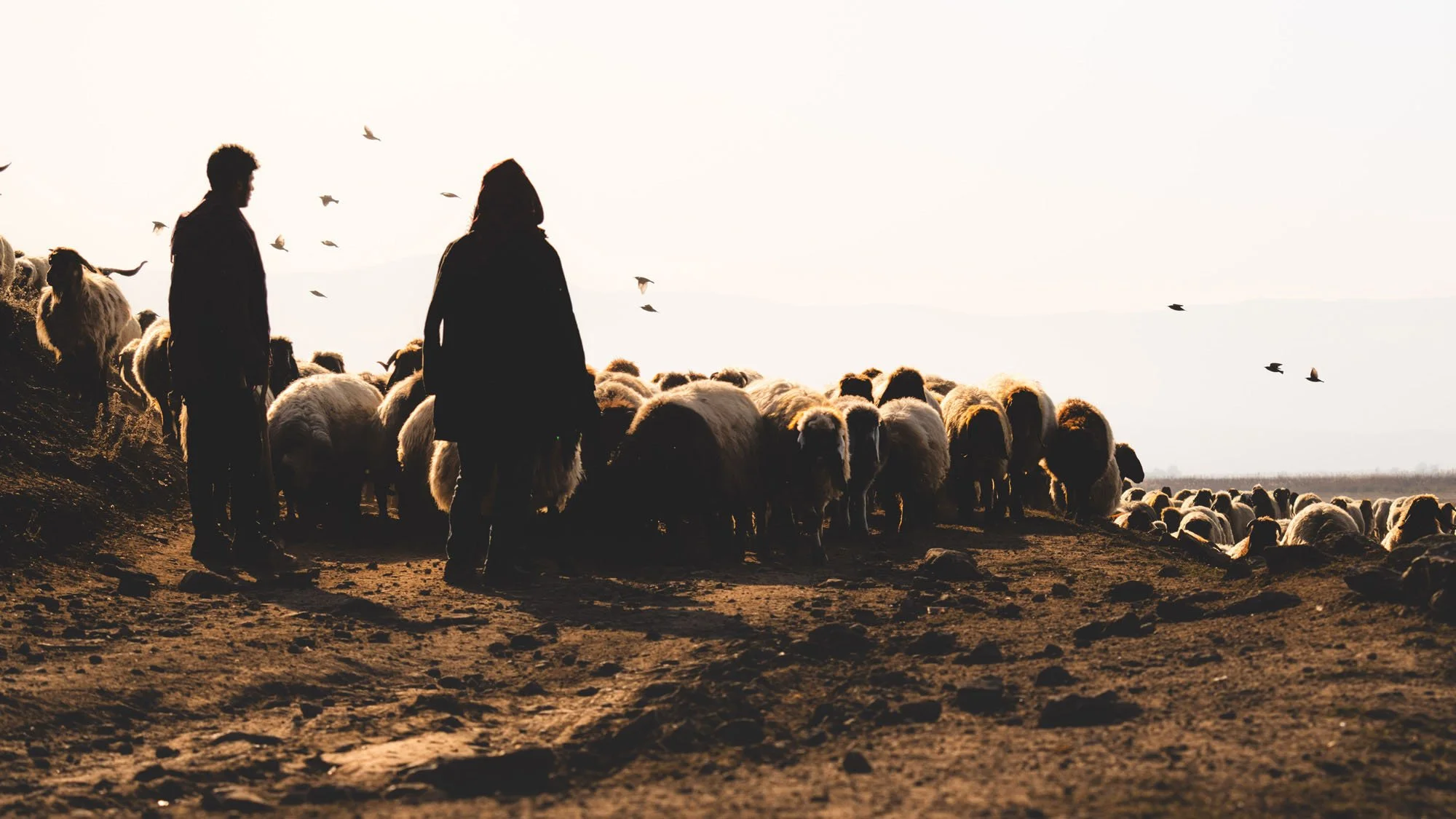 Silhouettes of two shepherds guiding a large flock of sheep through thick dust at golden hour in Turkiye.