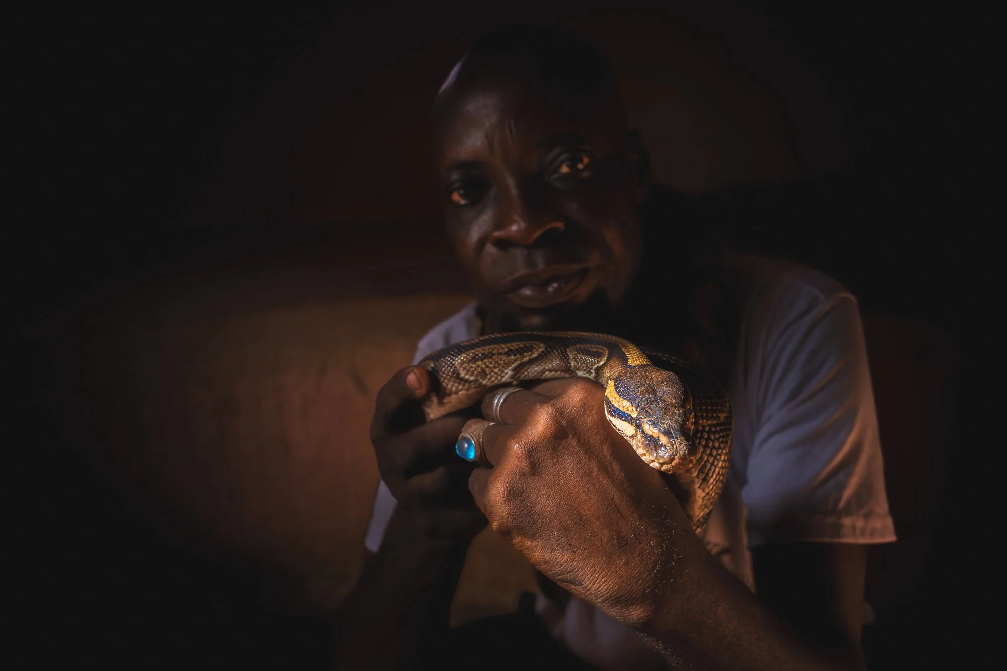 A Vodun priest in low light gently holding a sacred royal python in his hands inside the Temple des Pythons in Ouidah, Benin.