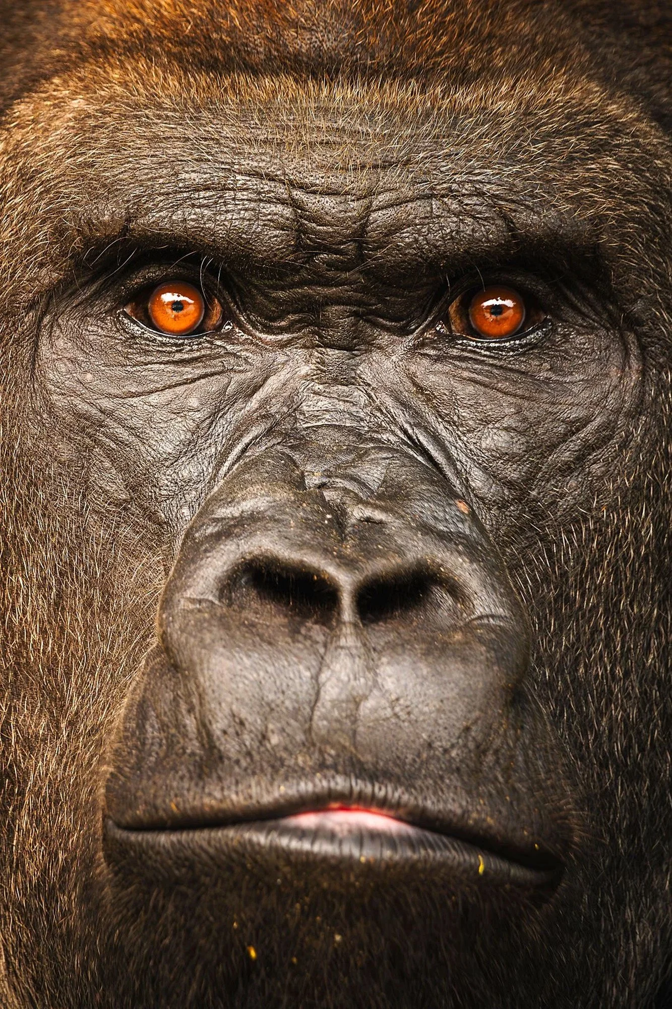 An extreme, tightly cropped close-up of a Western Lowland Gorilla's face in the Congo. The intense, human-like gaze directly activates the viewer's saliency network, creating an unavoidable primal connection.