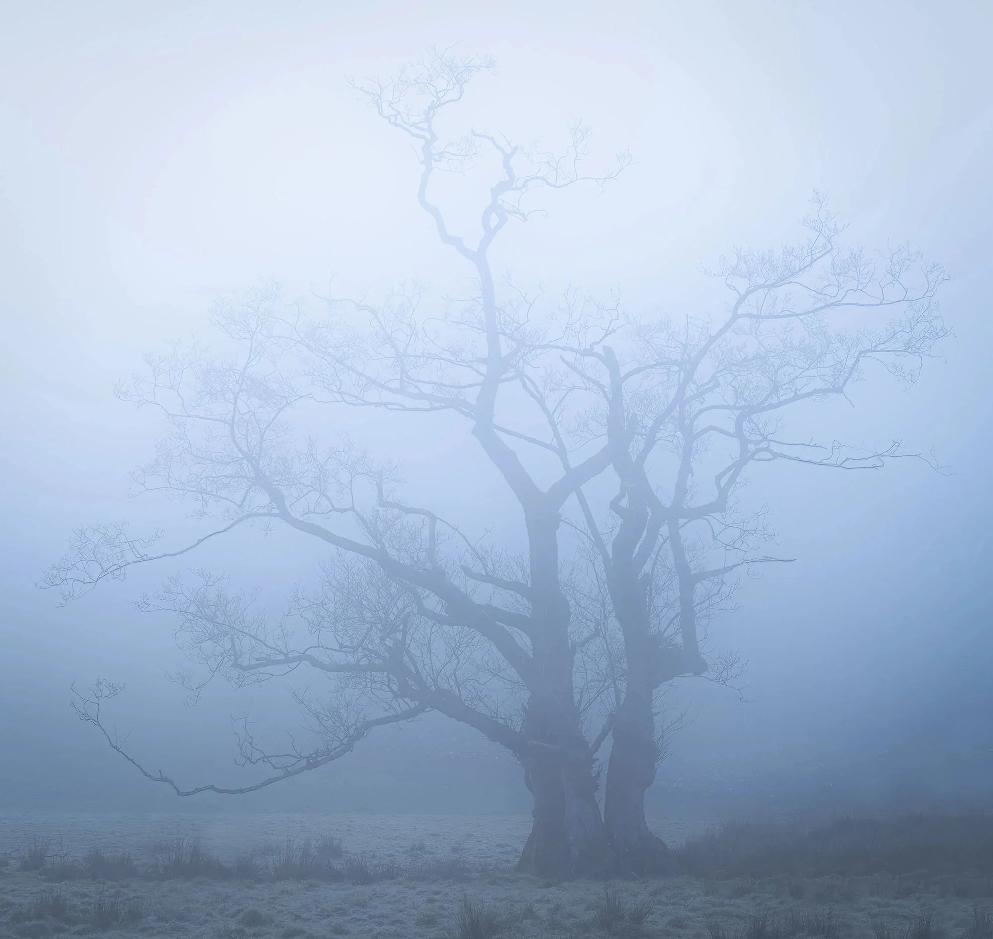 A solitary bare tree enveloped in deep blue fog. This shot illustrates Tip 4: 'Run Toward the Bad Weather,' using atmospheric ambiguity to trigger empathic processing in the viewer.