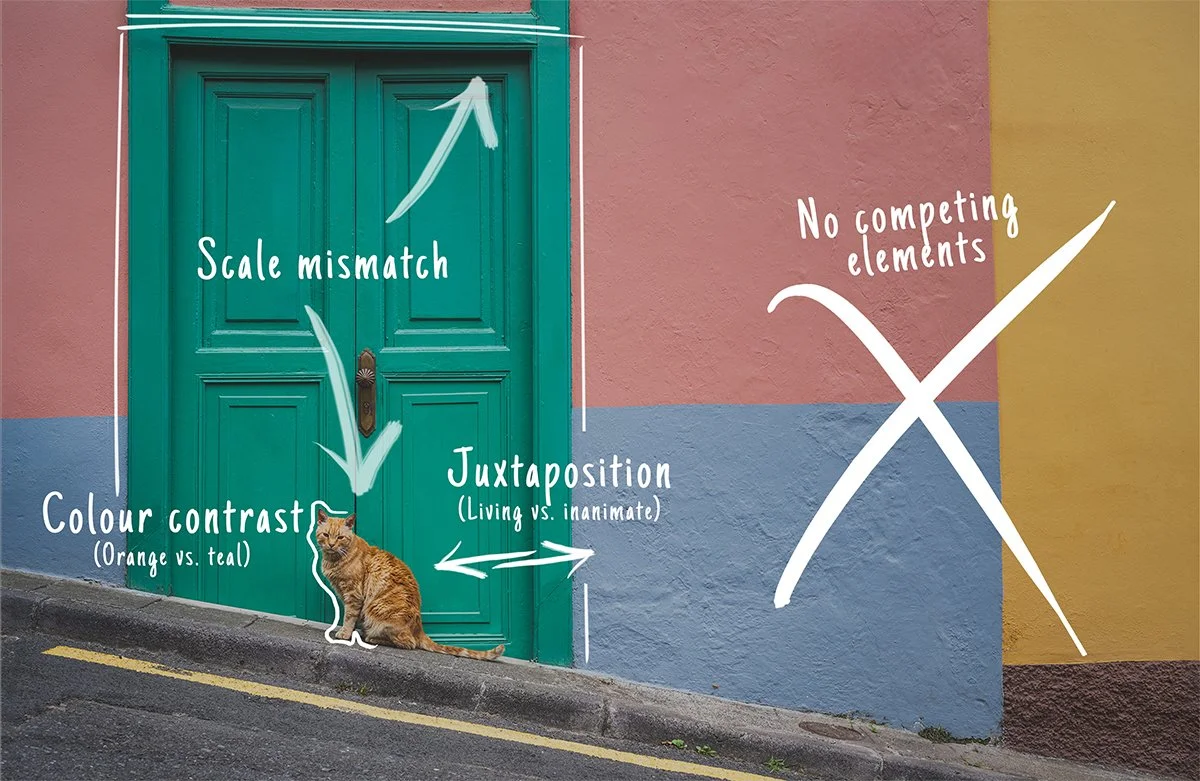An orange cat sitting in front of a bright teal door in Tenerife, illustrating the Attention Signal of 'Pop' through color contrast.
