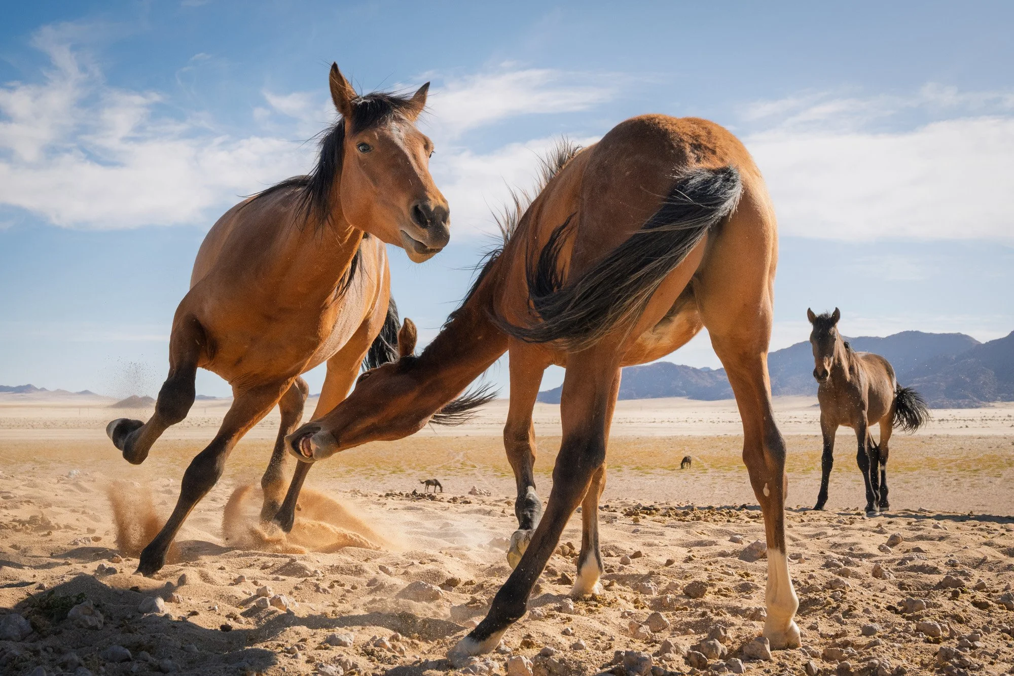 Wild horses rearing and kicking up sand in the Namib Desert, Namibia. The unresolved movement and flying dust capture a state of 'Shift,' locking viewer attention through raw kinetic energy and transition.