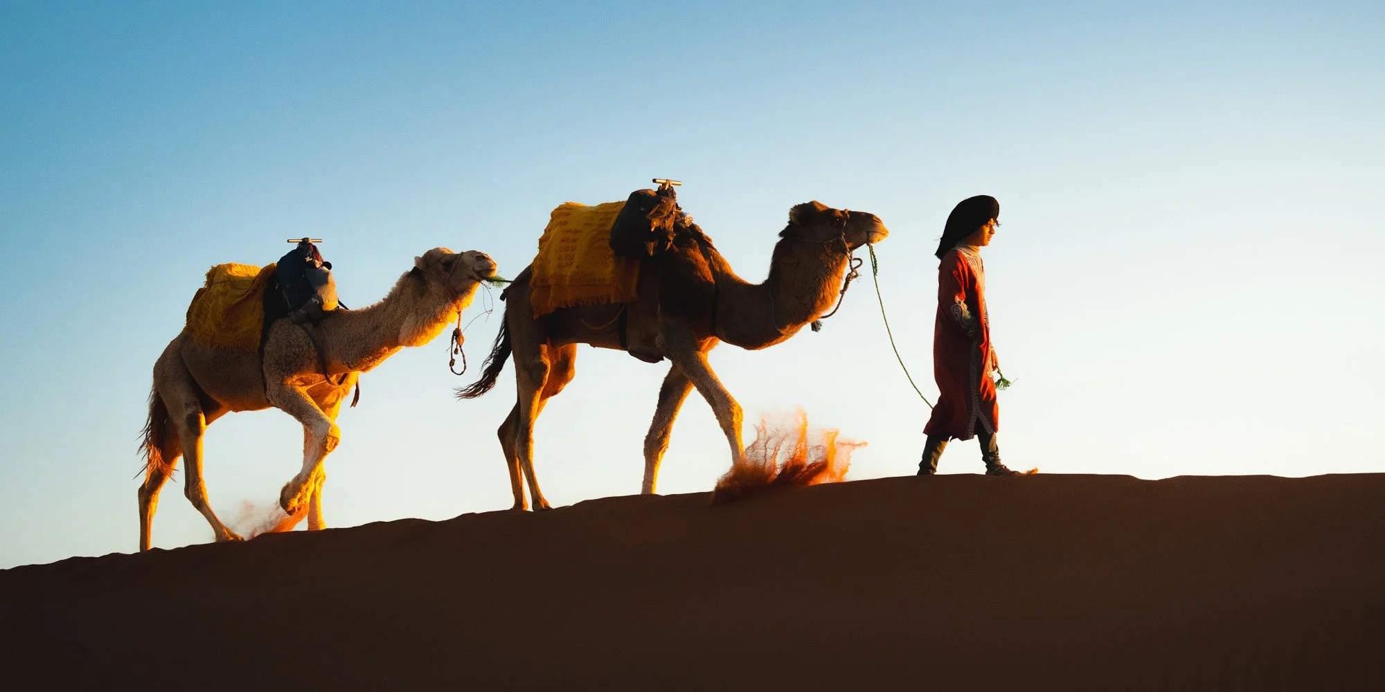 Person leading two camels across a desert at sunset or sunrise.