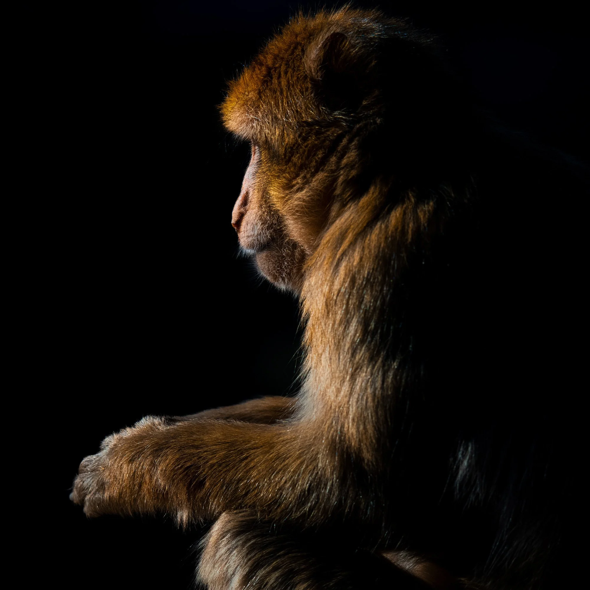 Side profile of a small monkey with brown fur, sitting with paws crossed against a black background, lit from the side.