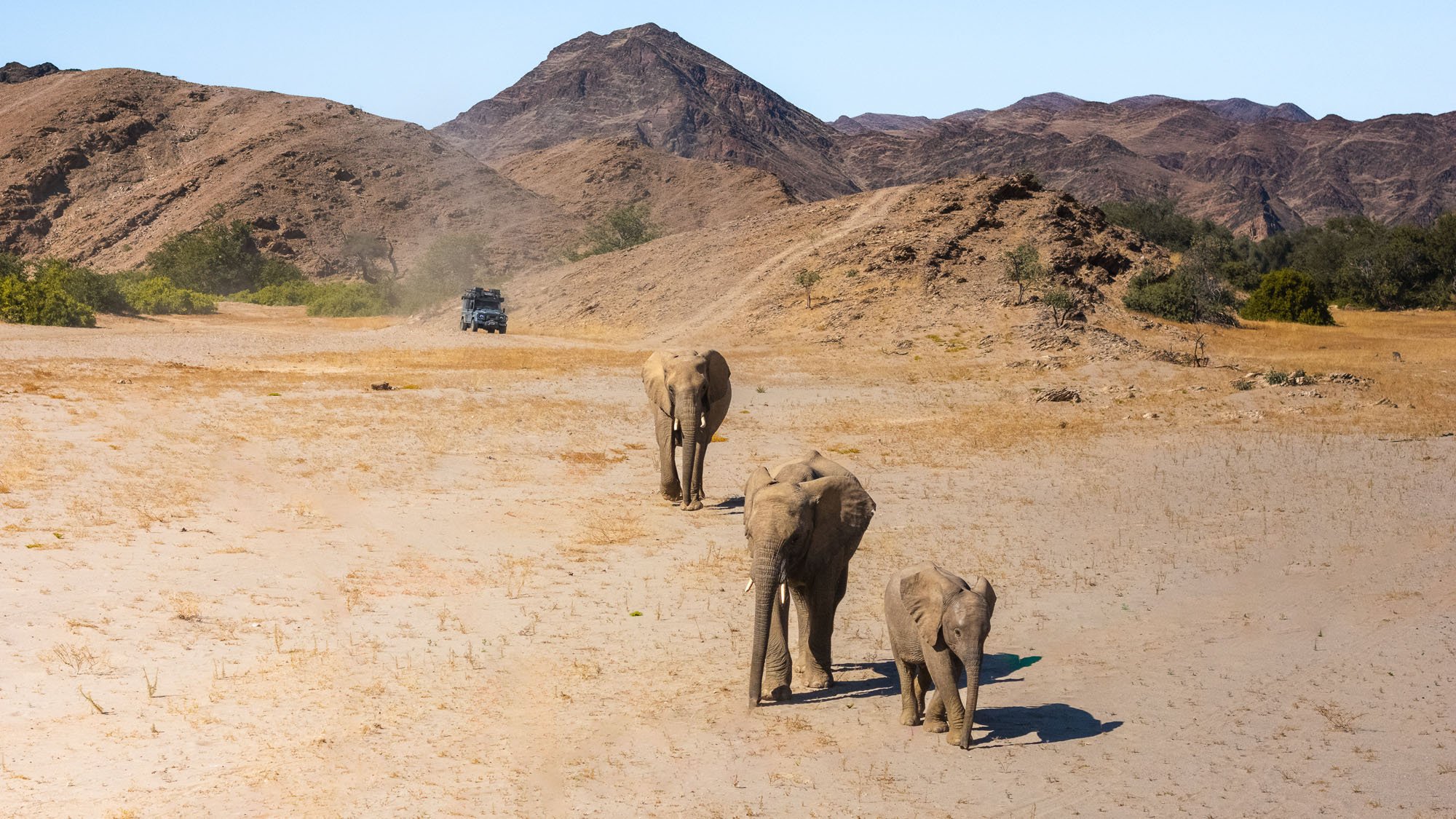 Three elephants walking down a dusty track in Namibia with a Land Rover Defender in the background. This scene represents 'Sleeping on the Doorstep' to minimize decision fatigue and maximize visual intelligence.