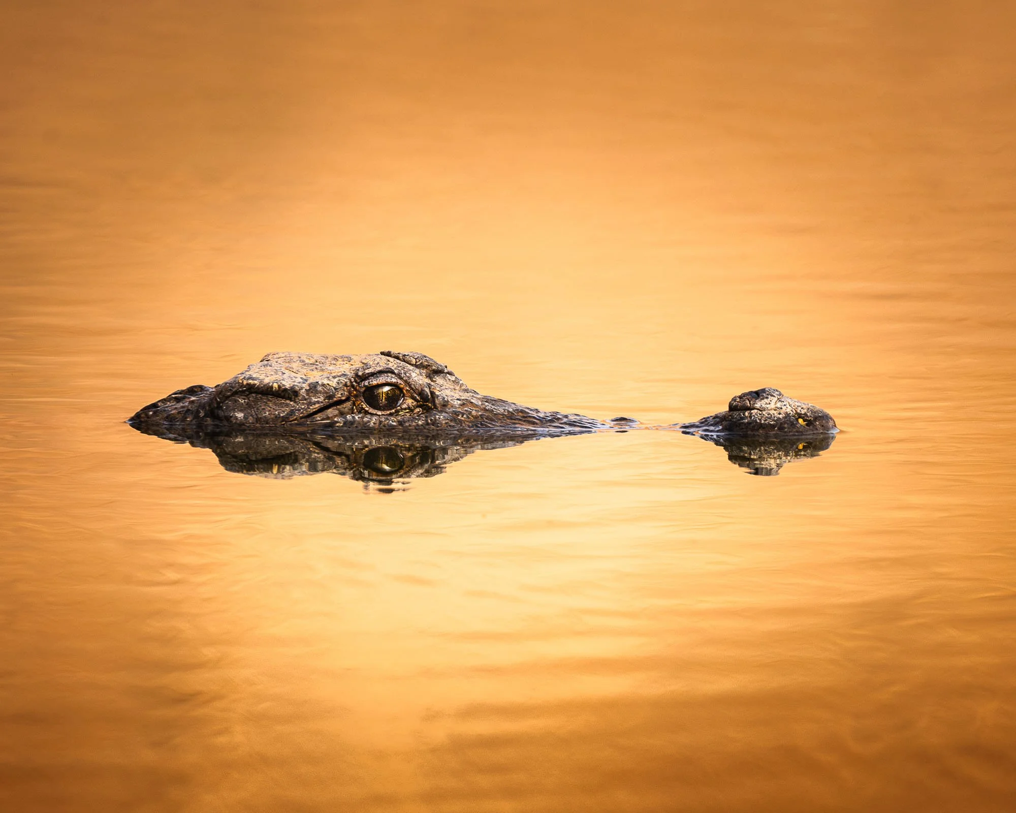A desert crocodile emerges from golden water in Mauritania. This image demonstrates the art of subtraction by isolating the subject against a monochromatic background to reduce cognitive load.