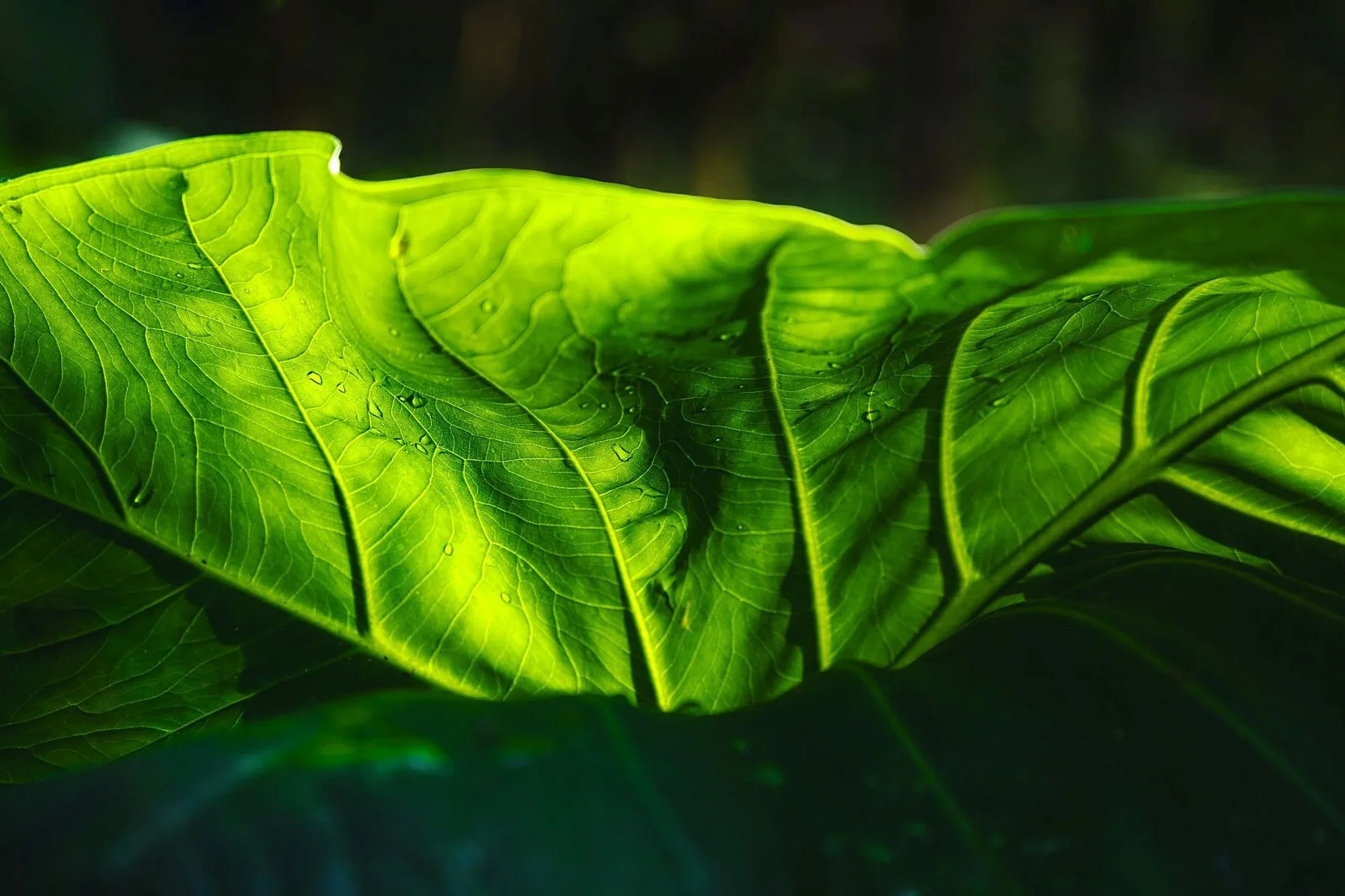 An extreme macro photograph of a vibrant green leaf in Cameroon. The intricate organic patterns and backlit veins create a low-cognitive-load visual experience that naturally draws the eye into the texture.