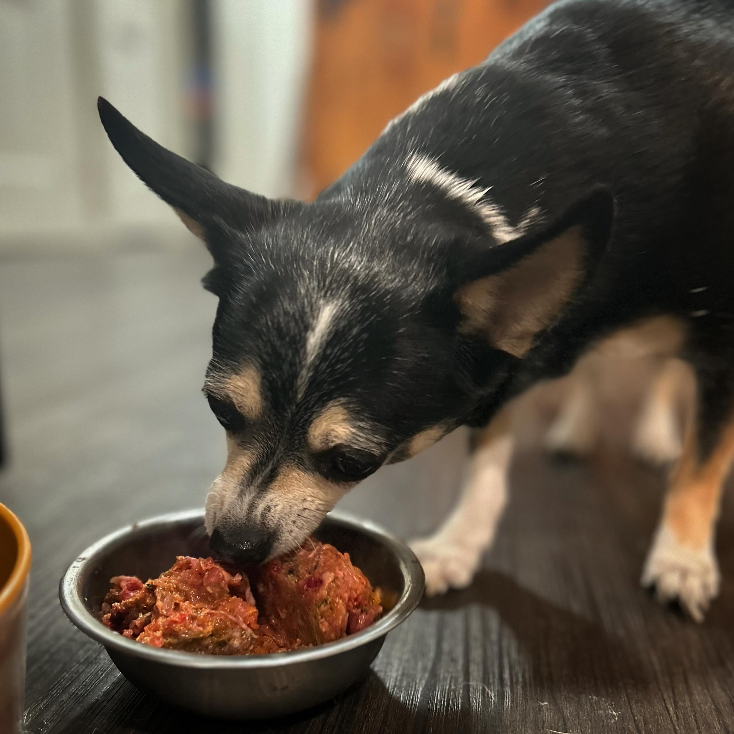 Diego enjoying his dinner !🐾🍽️ #raw #rawdogfood #rawdogfooddiet #rawfood 

We are very excited to be testing out samples to ensure that your pups will love our food. Sit tight 🤭