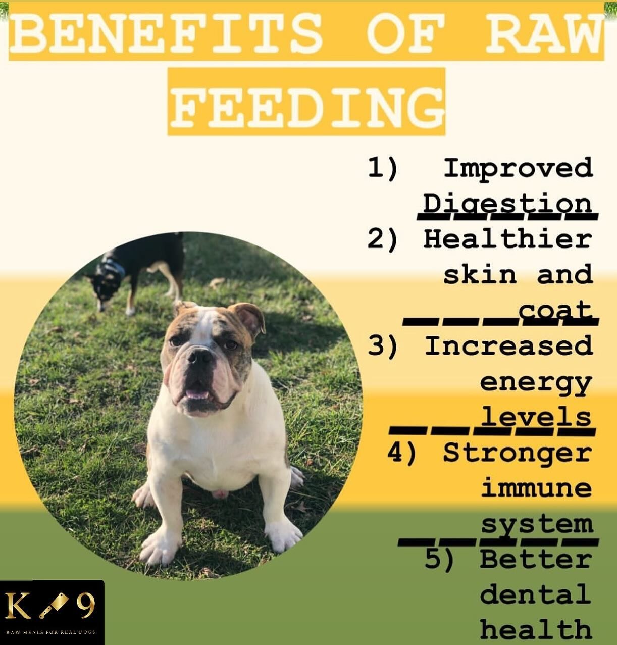Why raw? 🥩🔪We have the answer! 🐕🐾When you feed raw, you&rsquo;re bringing your dog back to their natural roots and they are receiving all necessary nutrients in order to live a long, healthy, and happy life.🖤💛#switchtorawdiet #rawdogfood #rawdo