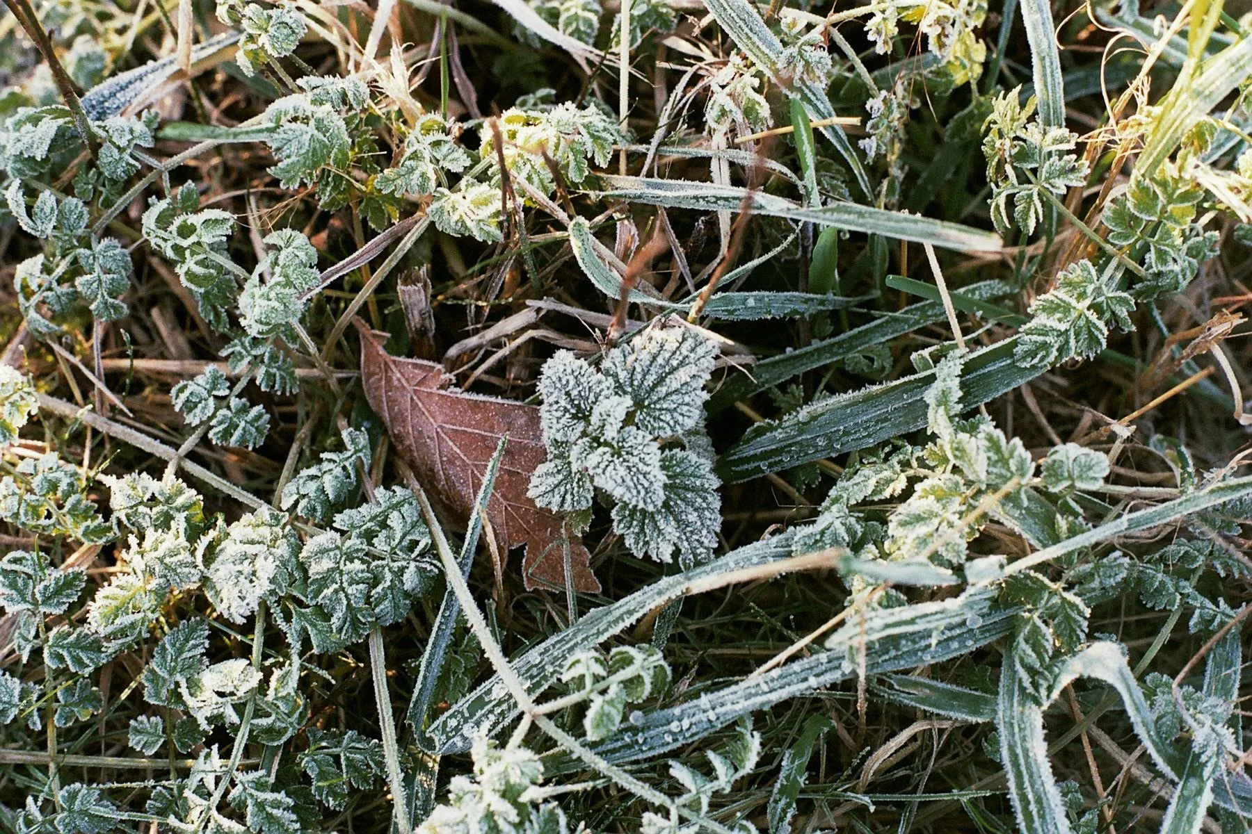 Alegría del corazón