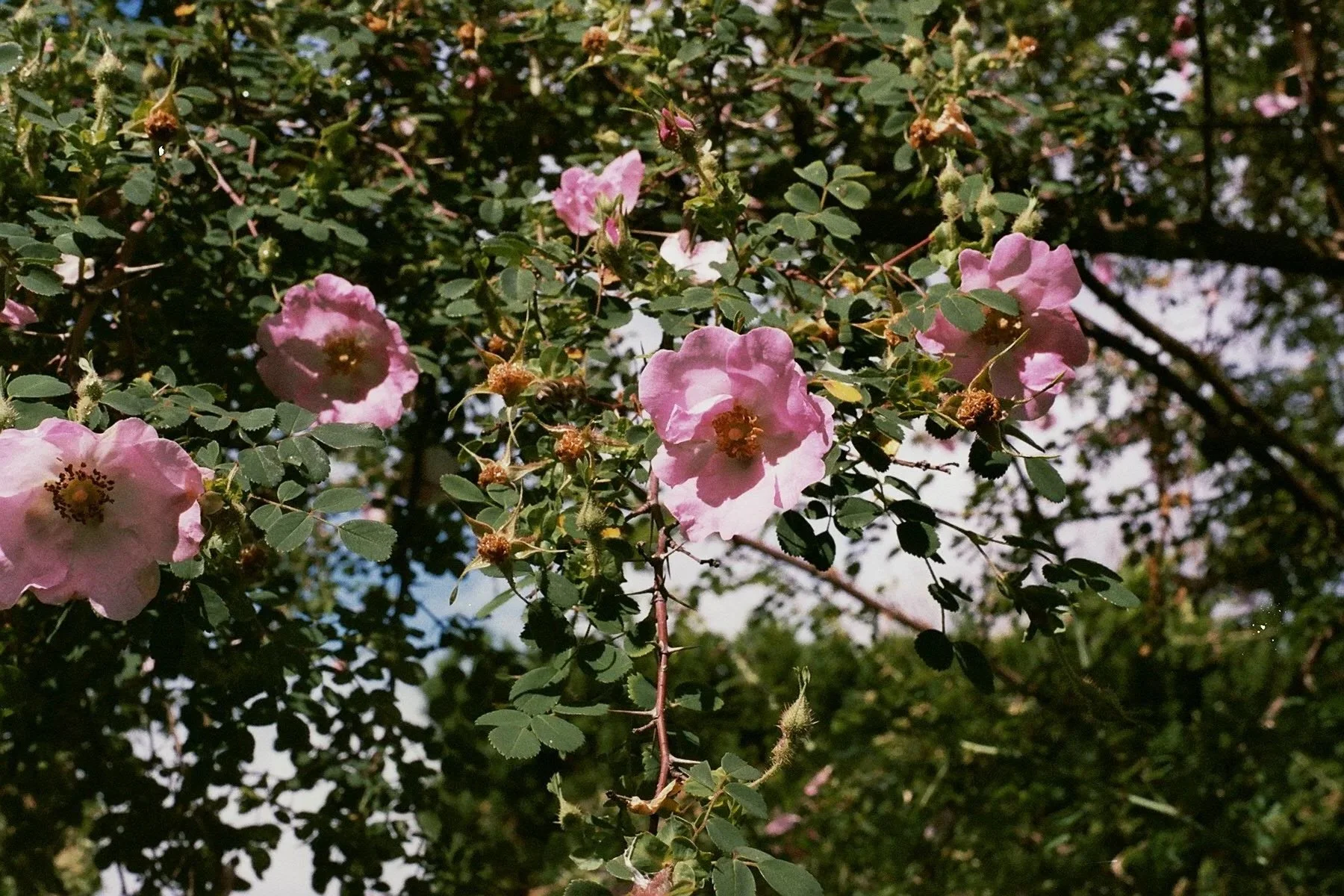 La flor del corazón