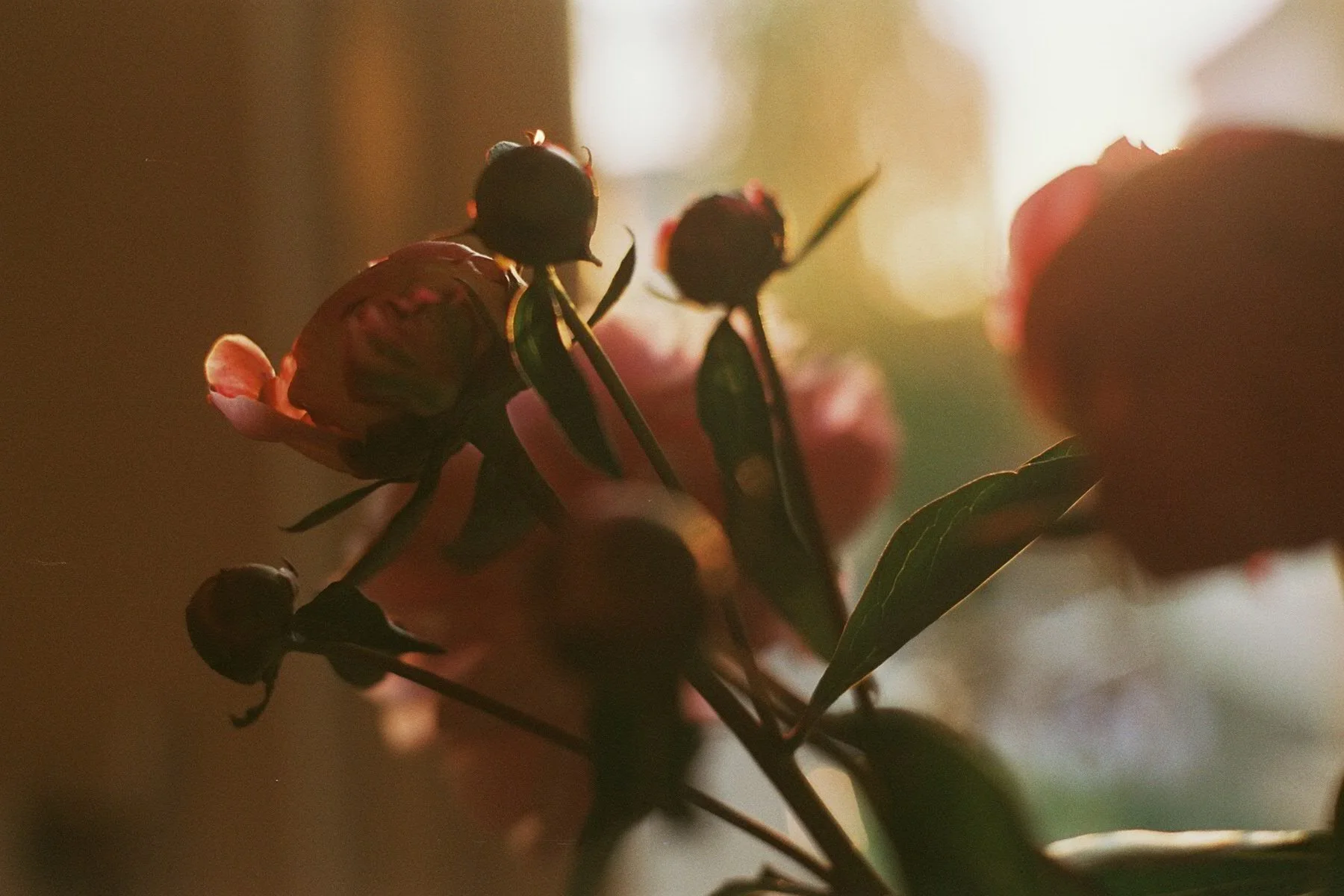 Donde el mundo contempla