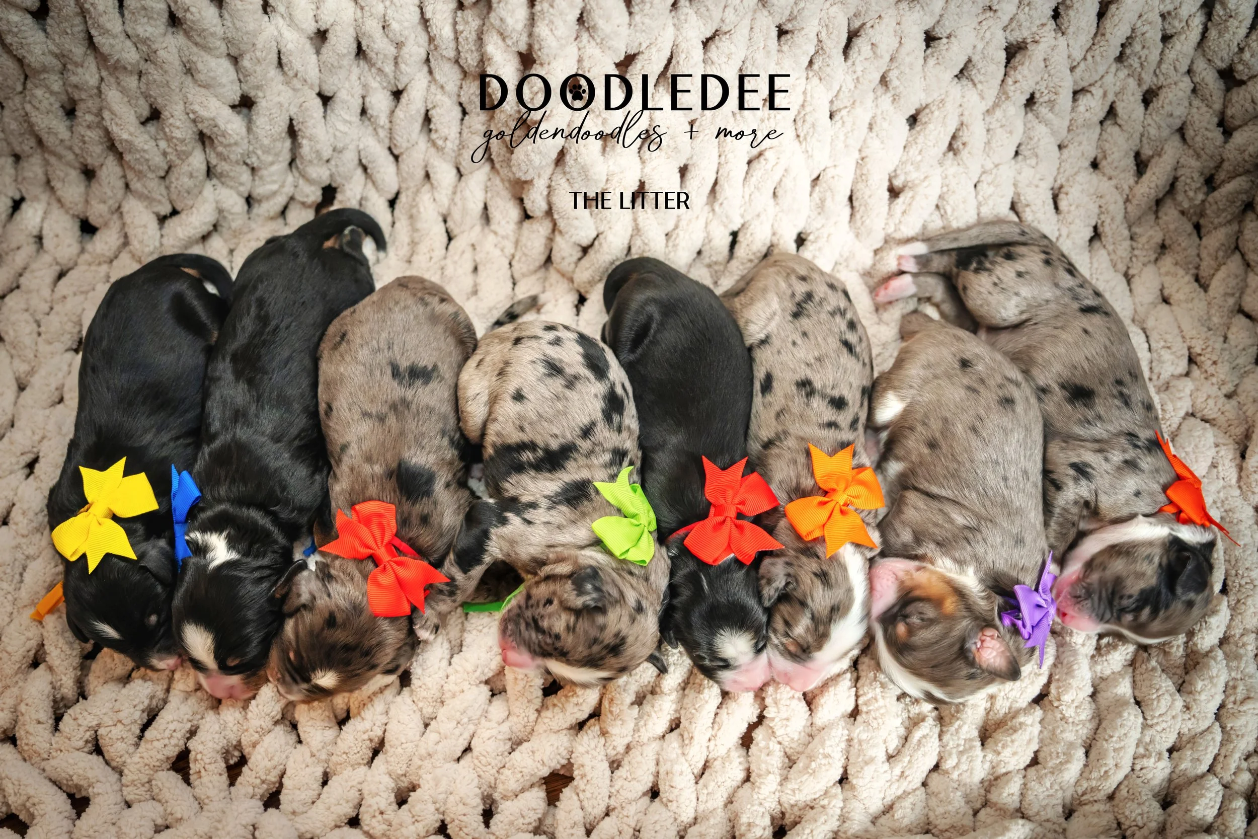 Merle Bernedoodle puppies