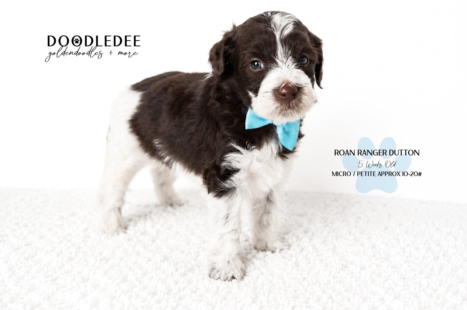 Micro Mini English Goldendoodle | Petite English Goldendoodle - Male BREEDER HOLD