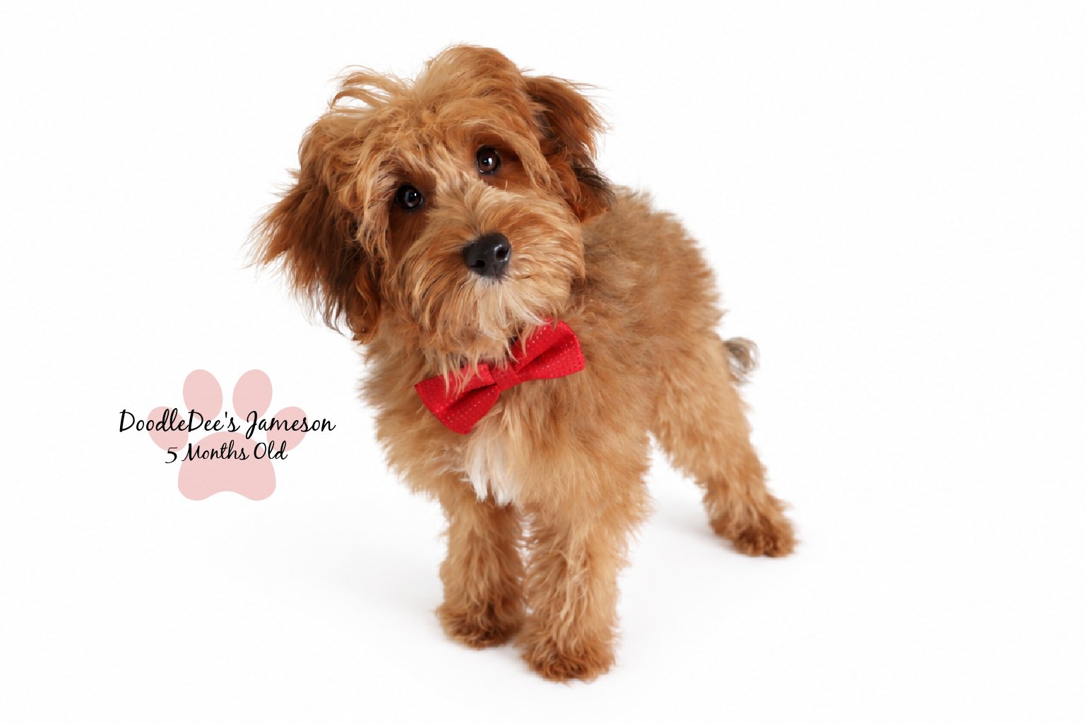 Micro Mini Sable English Goldendoodle