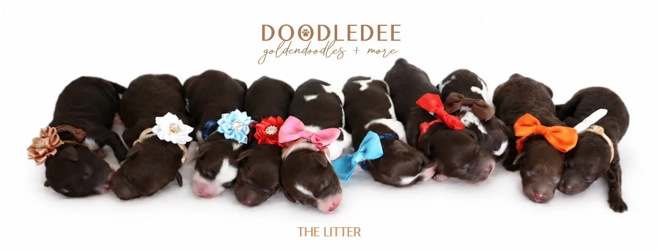 Micro MIni & Petite English Goldendoodles