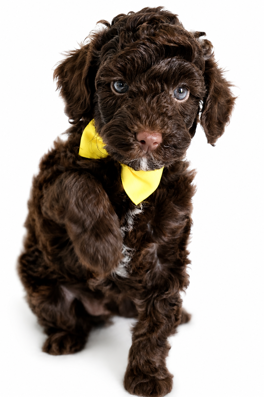 micro mini English goldendoodle, chocolate goldendoodle
