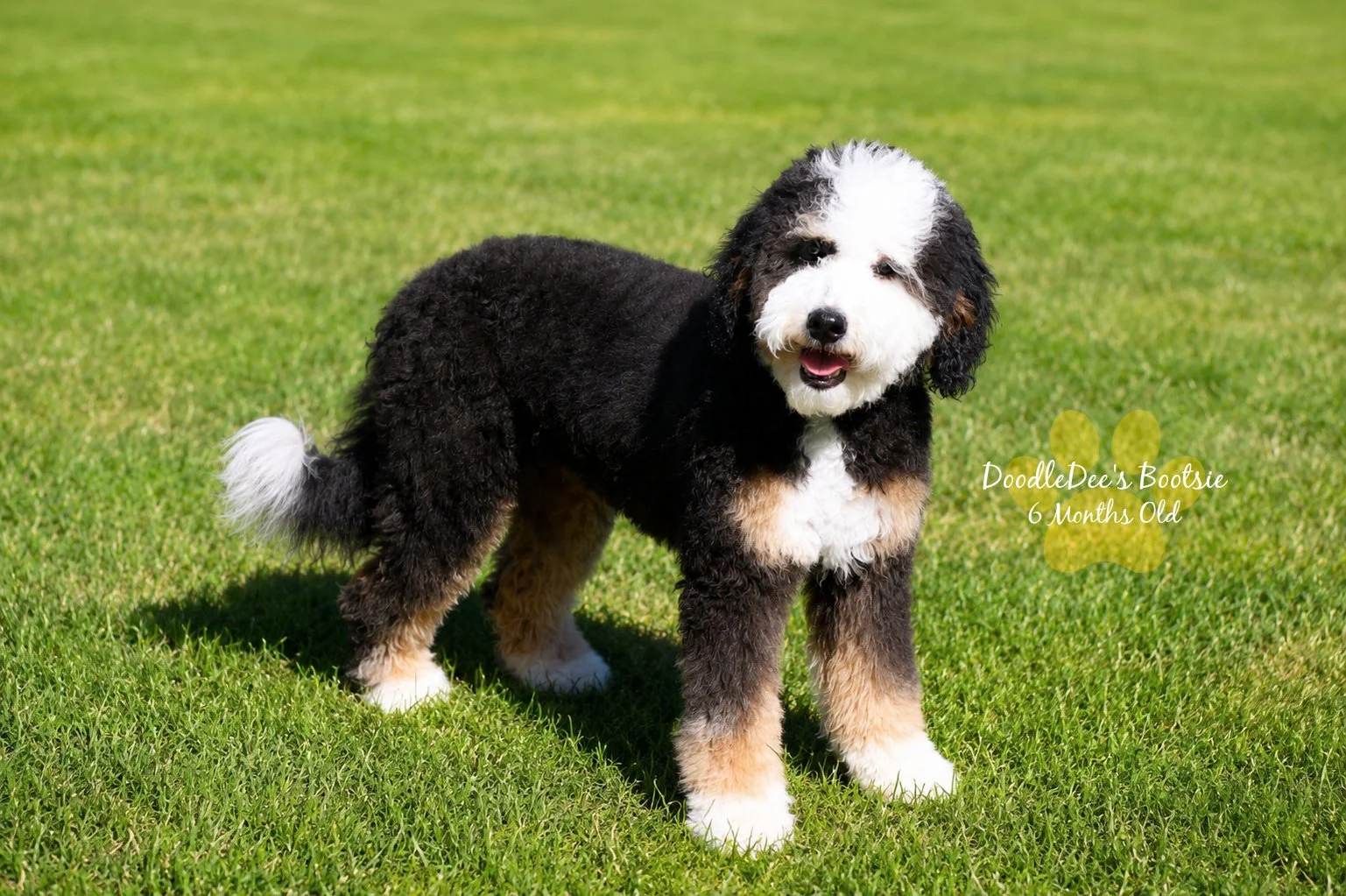 Mini Bernedoodle