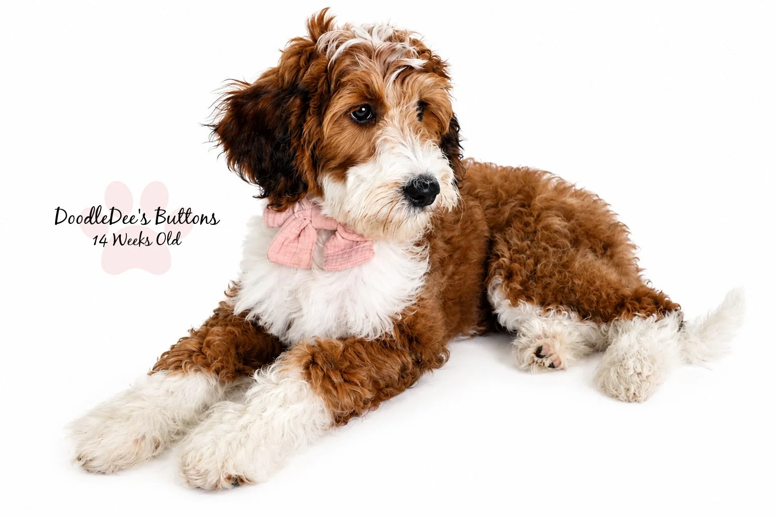 Sable Bernedoodle- Buttons 14 Weeks Old 
15 Lbs